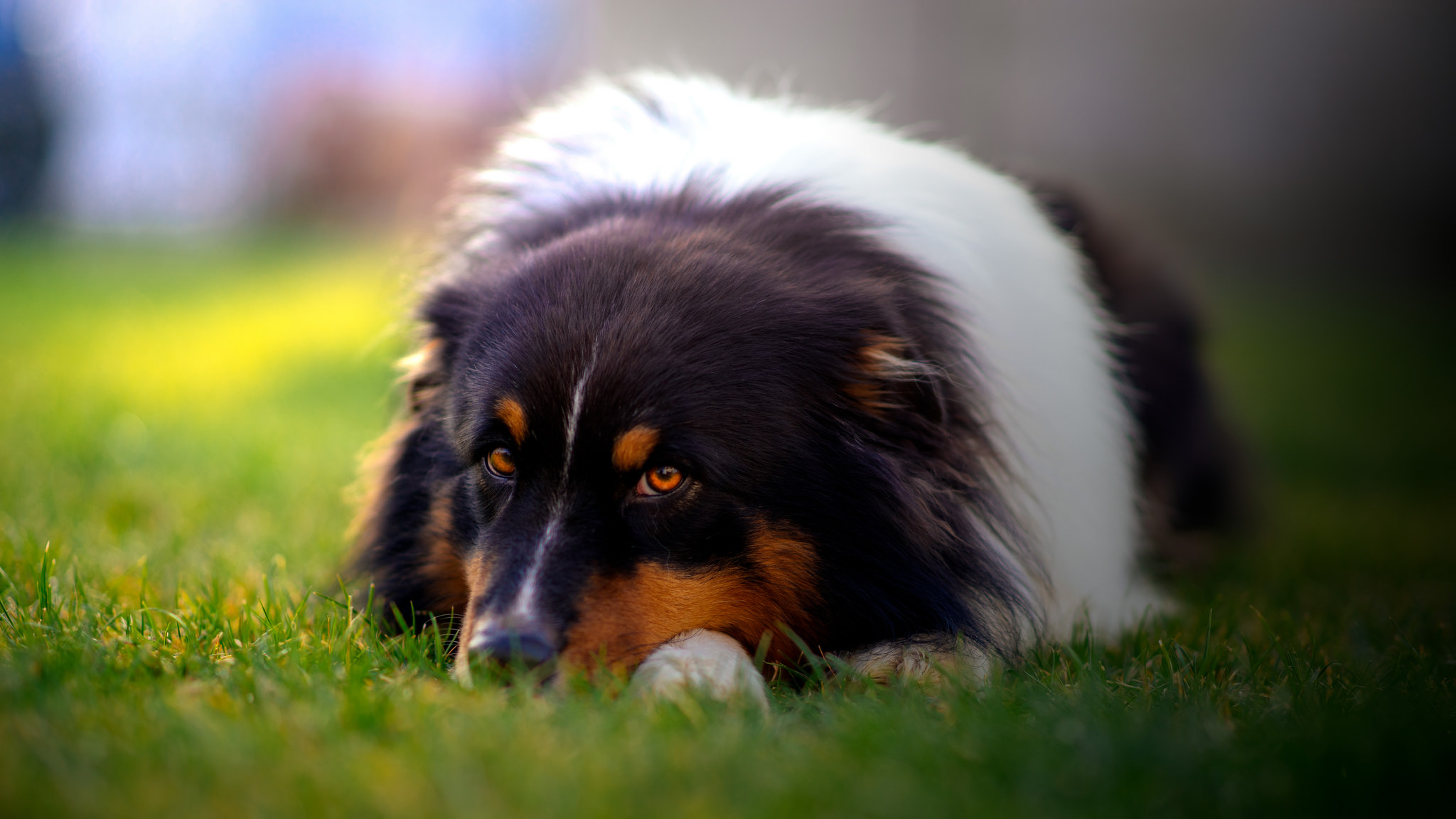 Free download wallpaper Dogs, Dog, Blur, Animal, Australian Shepherd on your PC desktop