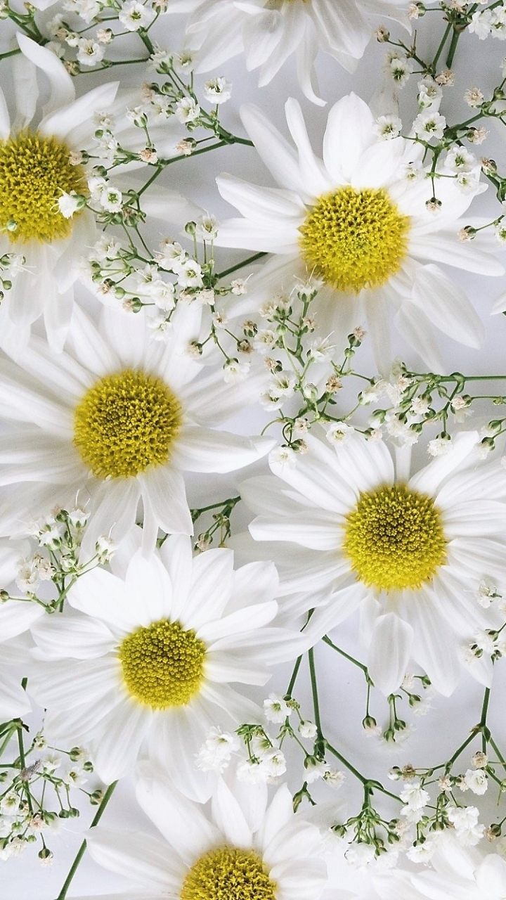 Download mobile wallpaper Flowers, Chrysanthemum, Flower, Earth, White Flower, Baby's Breath for free.