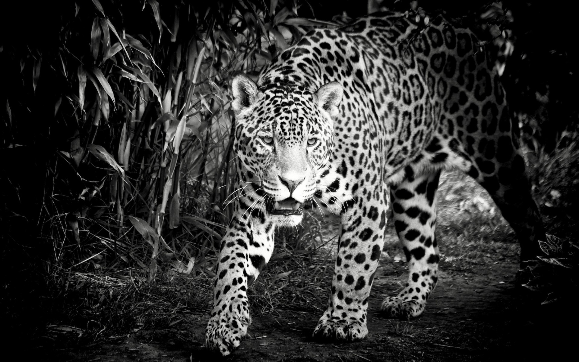 PCデスクトップに動物, ジャガー, 猫画像を無料でダウンロード