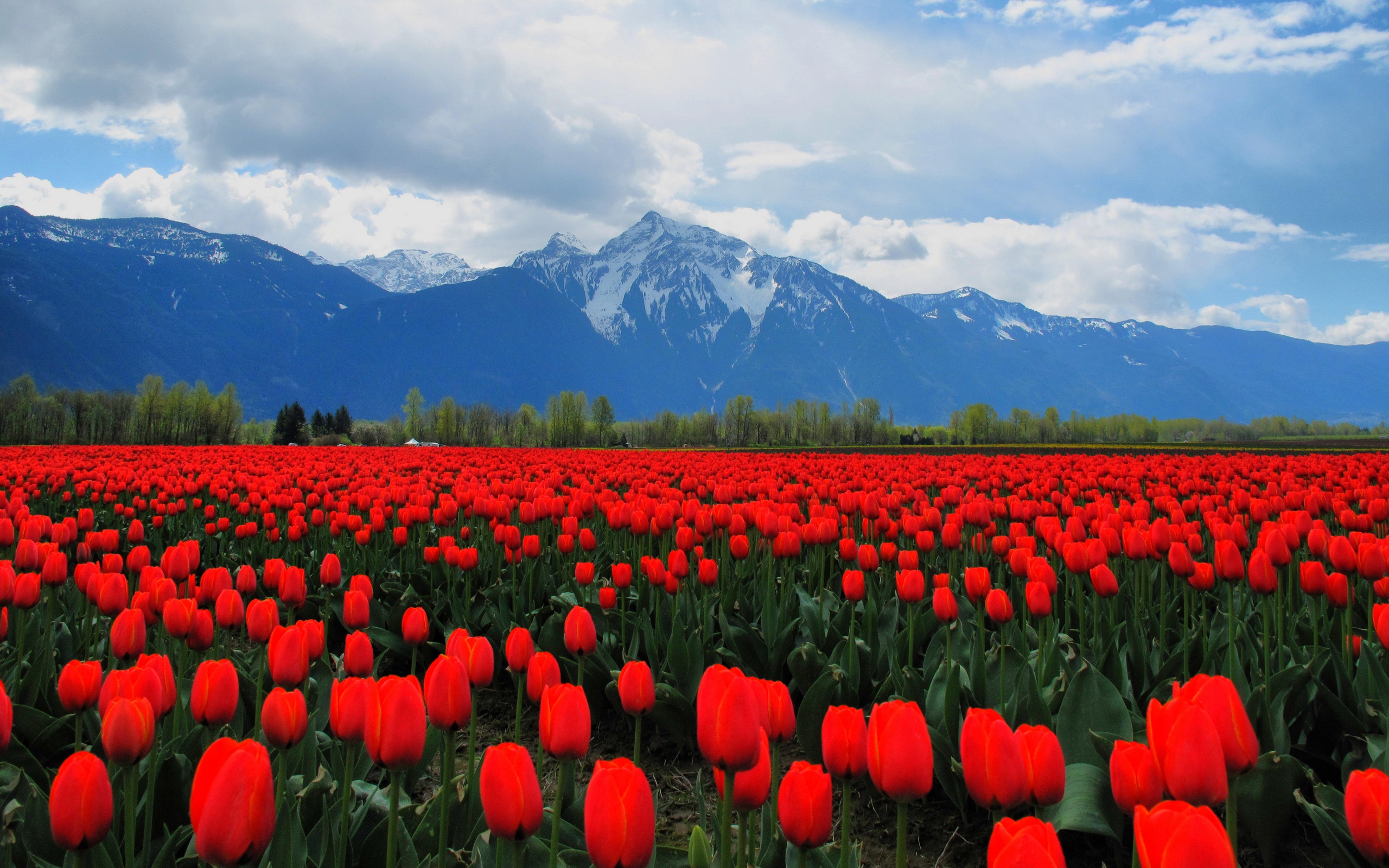 Free download wallpaper Tulip, Flowers, Flower, Earth on your PC desktop