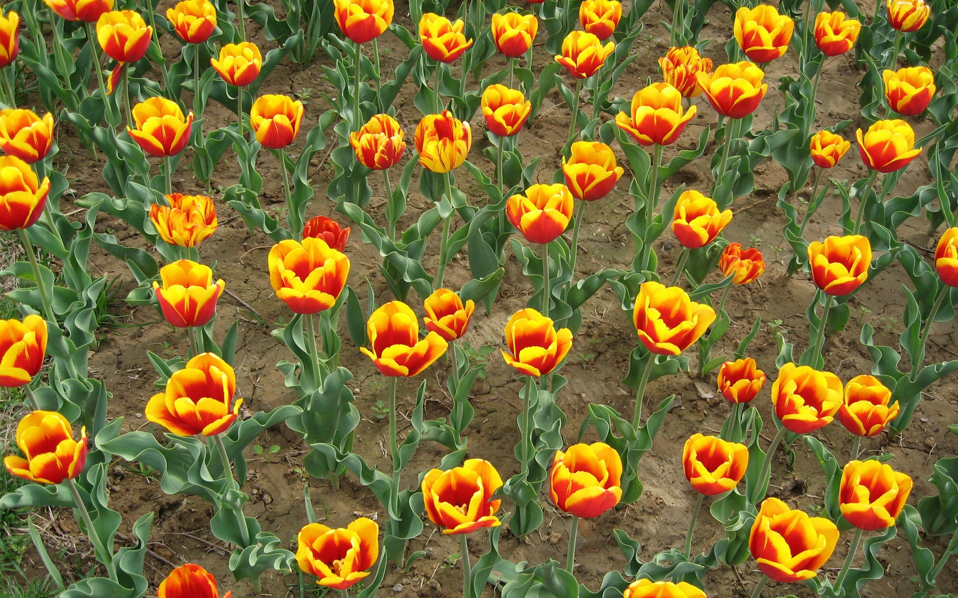 Free download wallpaper Tulip, Flowers, Flower, Earth on your PC desktop