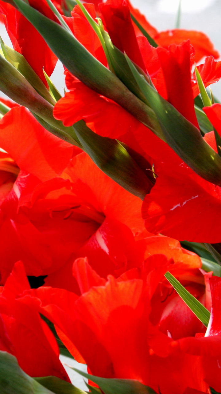Descarga gratuita de fondo de pantalla para móvil de Flores, Gladiolo, Flor, Flor Roja, Tierra/naturaleza.