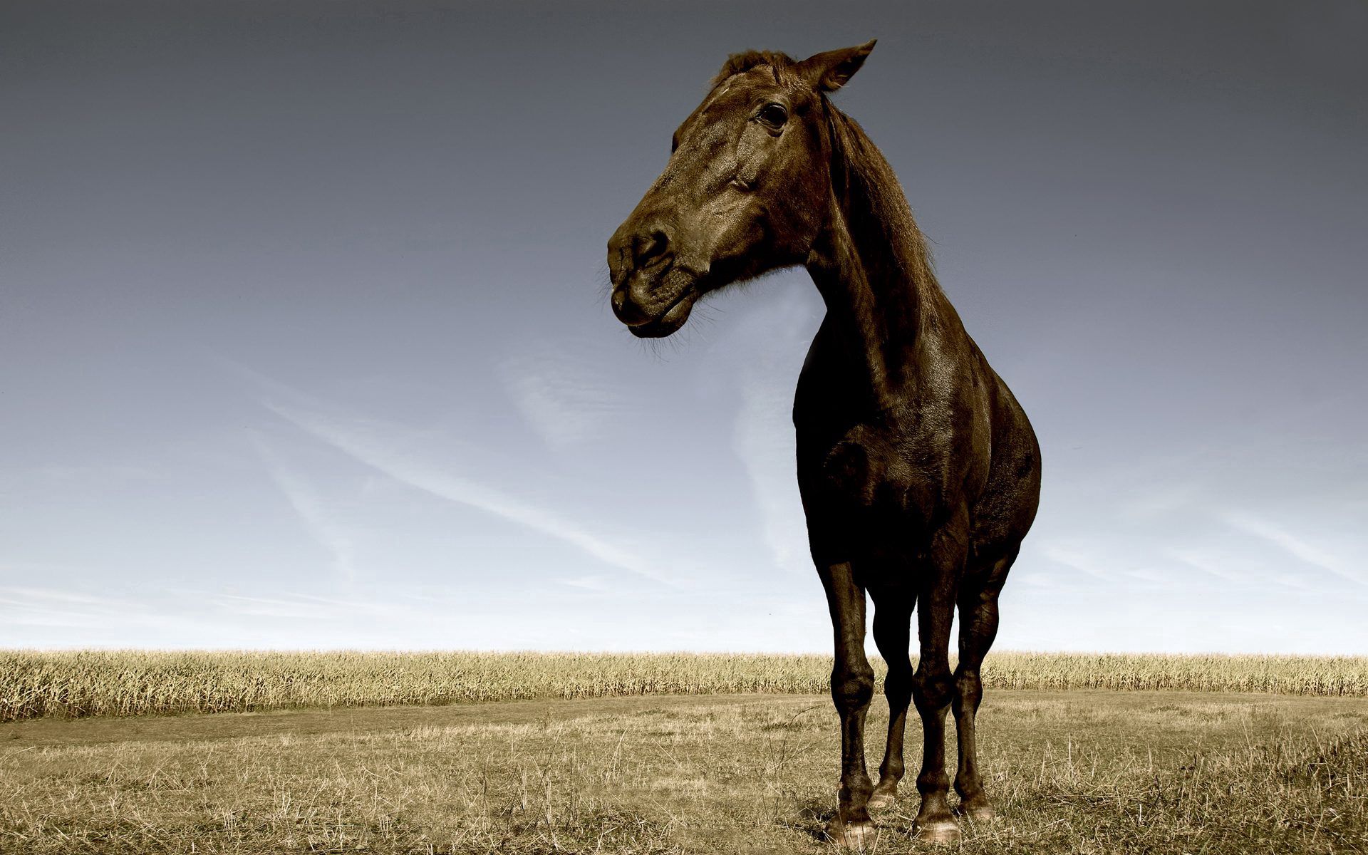 Laden Sie das Grass, Pferd, Schnauze, Tiere, Feld-Bild kostenlos auf Ihren PC-Desktop herunter