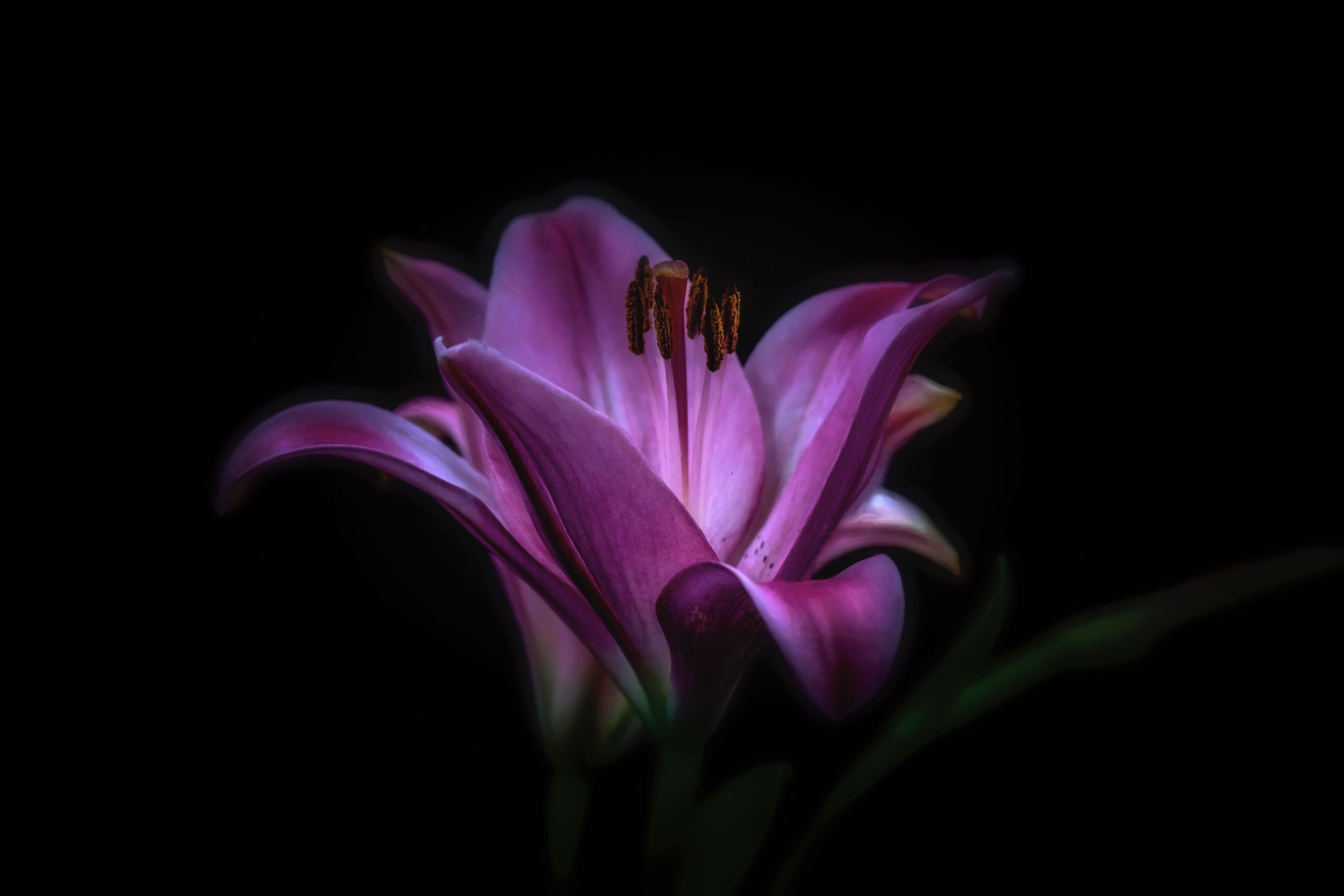 Descarga gratis la imagen Flores, Flor, Lirio, Flor Purpura, Tierra/naturaleza en el escritorio de tu PC