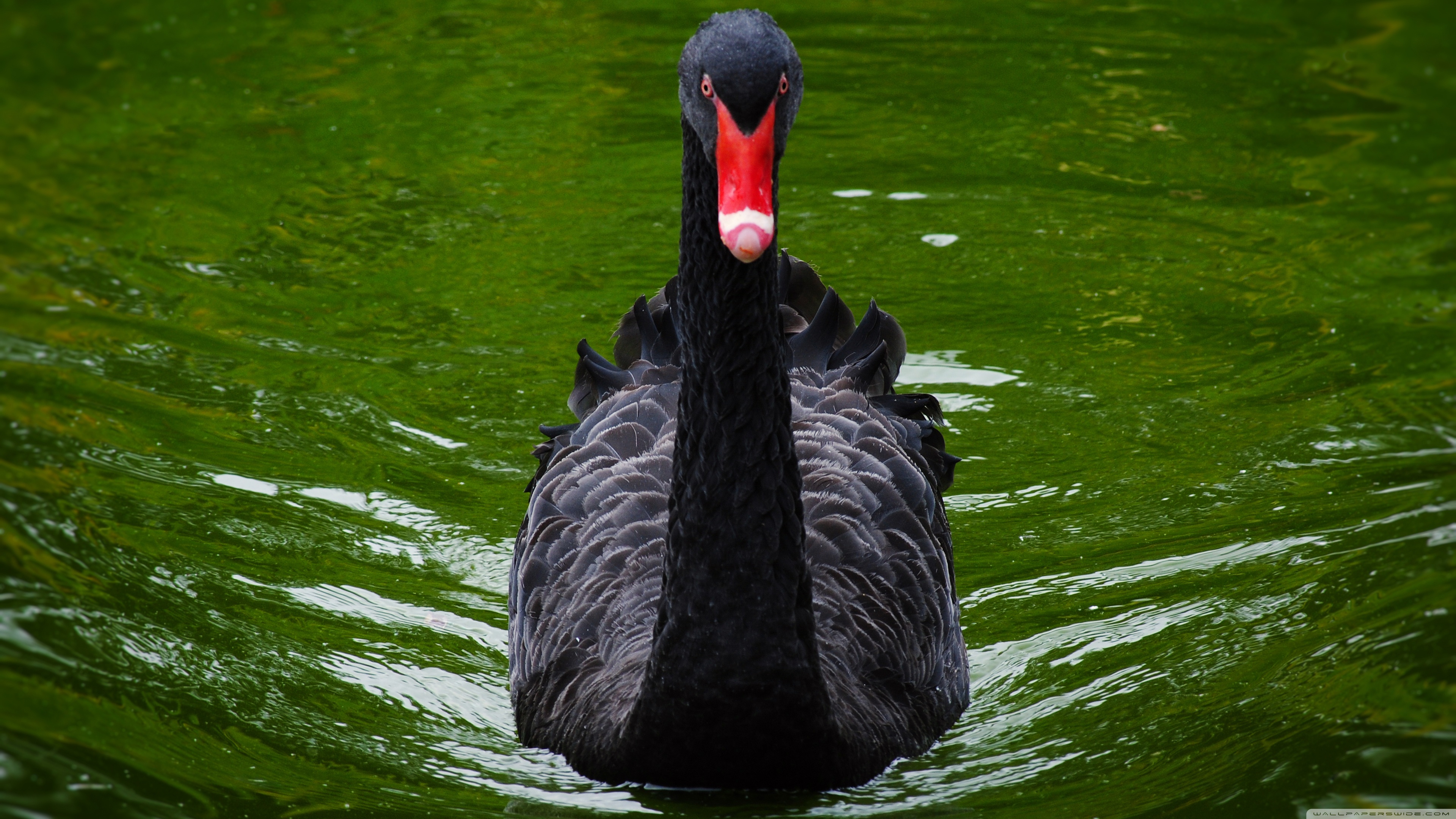 animal, black swan, bird, birds