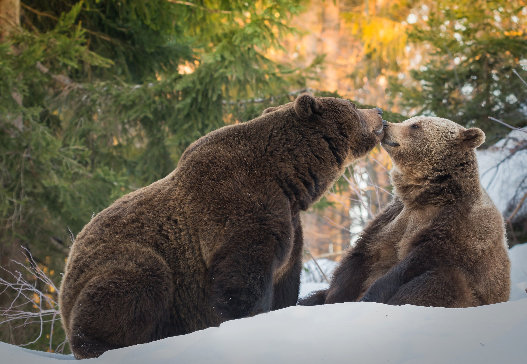 Скачать обои бесплатно Животные, Медведи, Медведь картинка на рабочий стол ПК