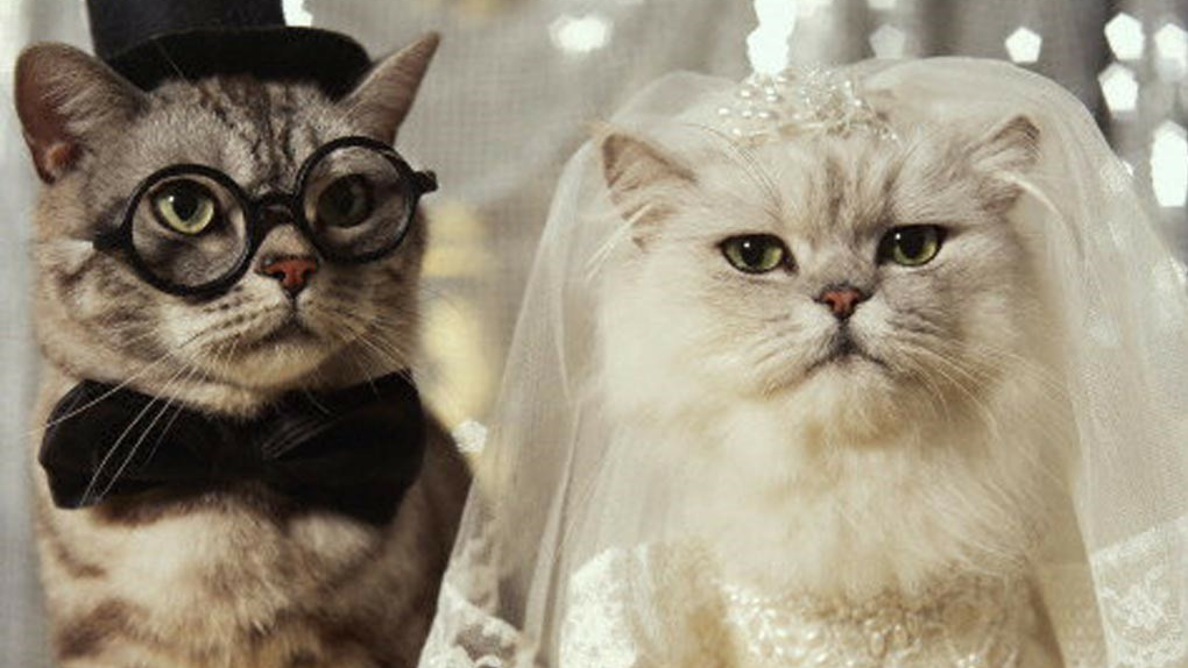 1501907 скачать картинку юмор, кошка, невеста, жених, свадьба - обои и заставки бесплатно