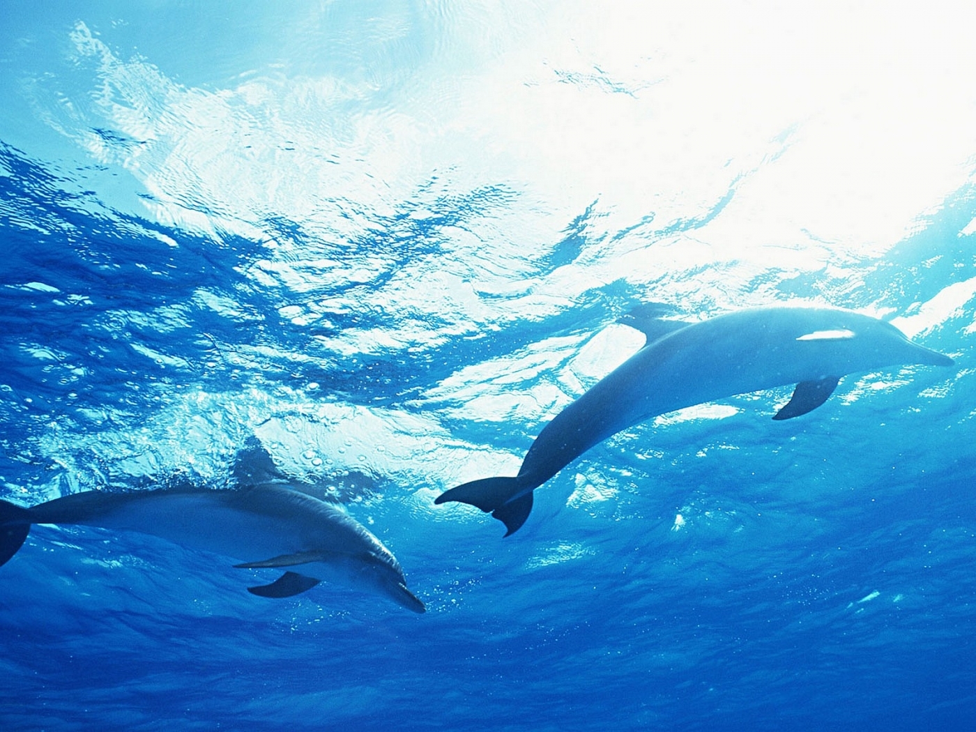 40948 Bild herunterladen tiere, delfine - Hintergrundbilder und Bildschirmschoner kostenlos