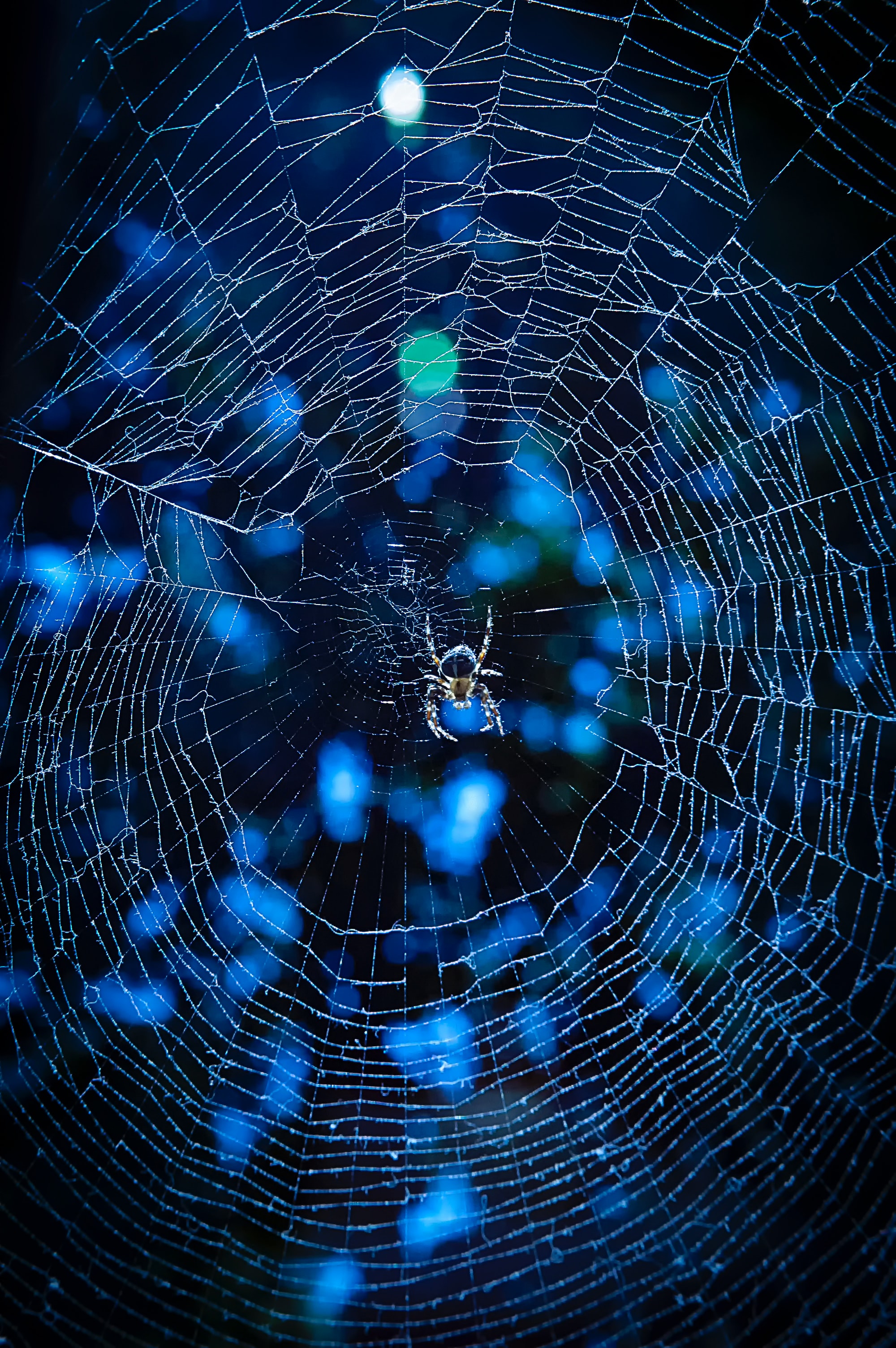 animals, web, glare, insect, spider Full HD