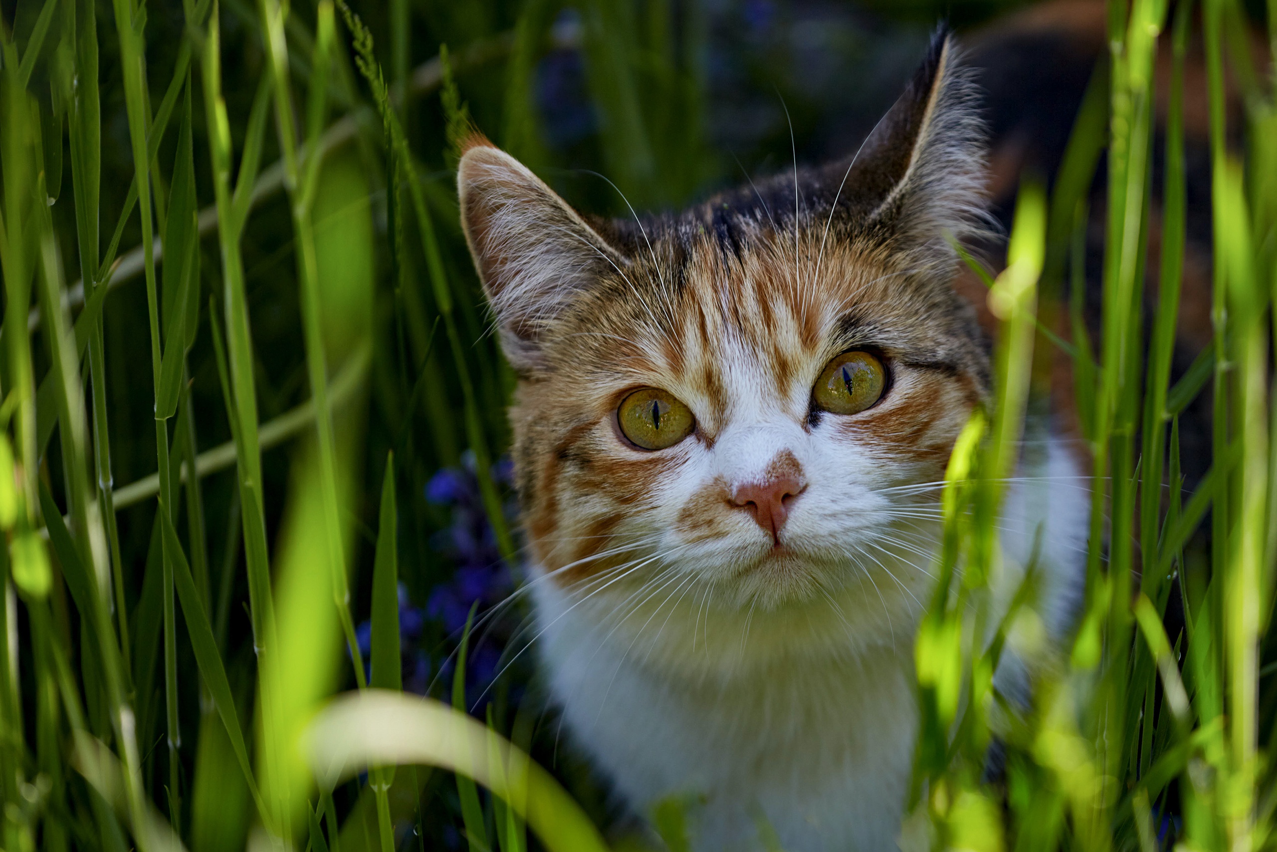 Laden Sie das Tiere, Katzen, Katze-Bild kostenlos auf Ihren PC-Desktop herunter