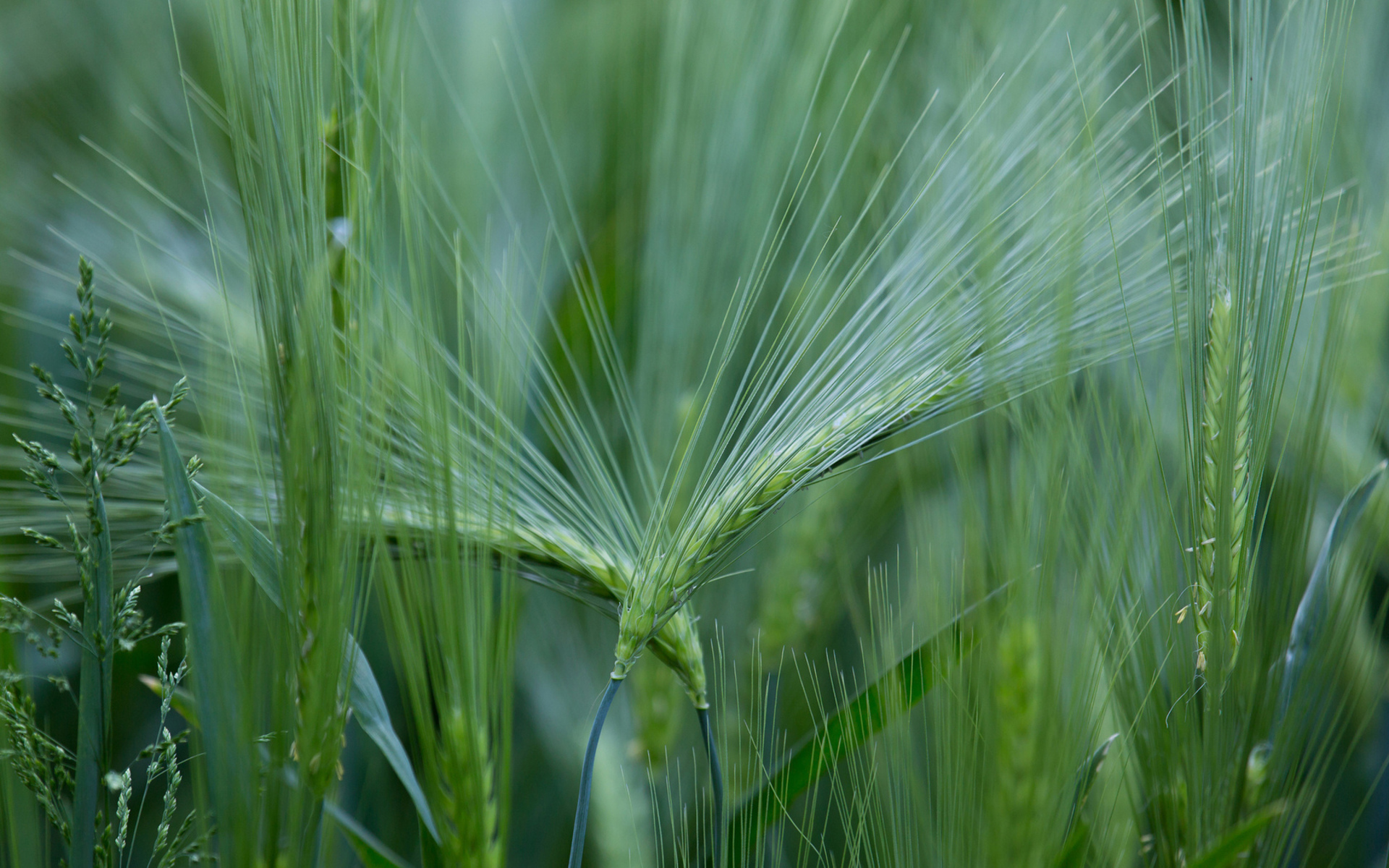 Download mobile wallpaper Wheat, Earth for free.