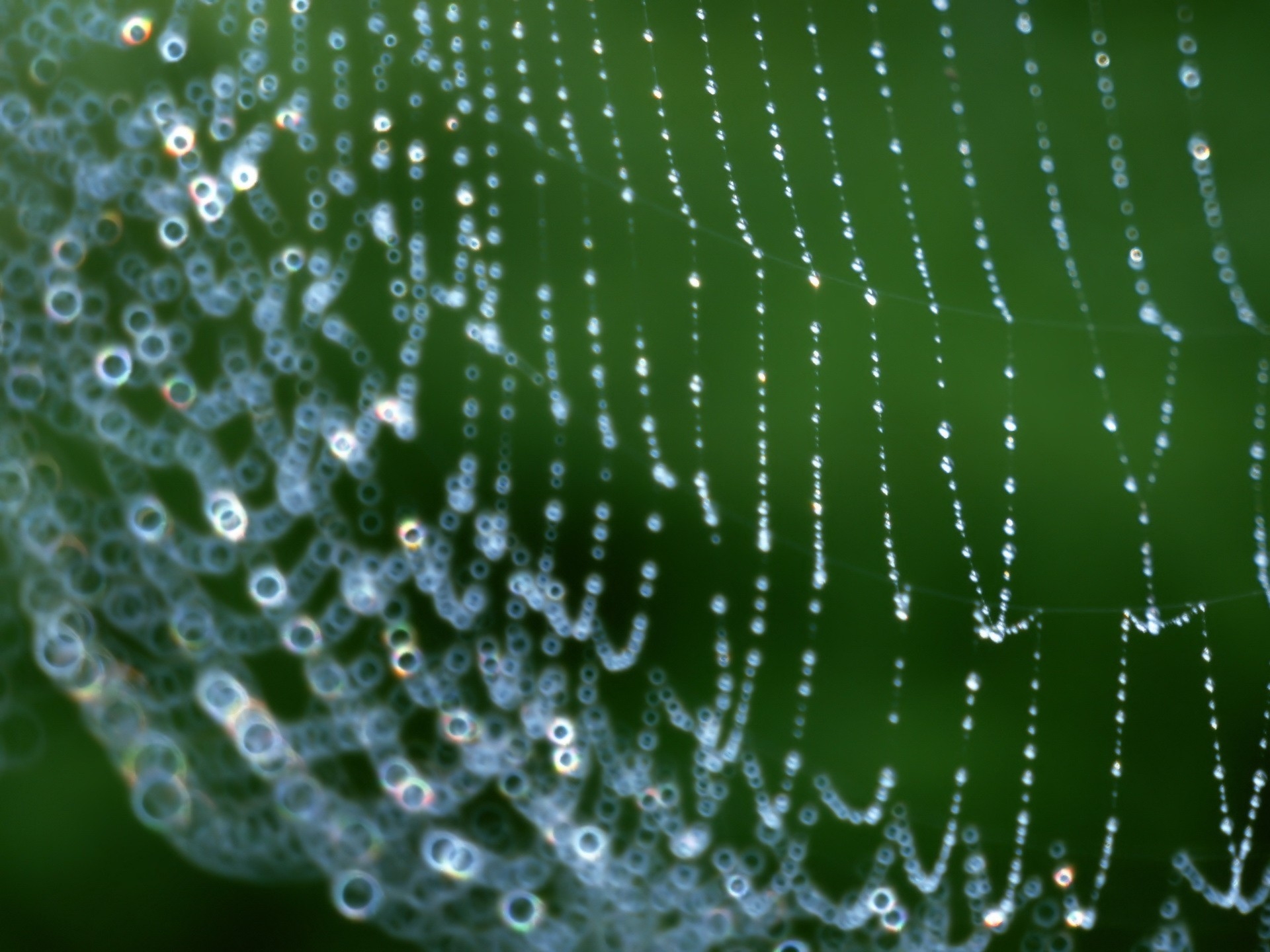 web, drops, macro, dew, net