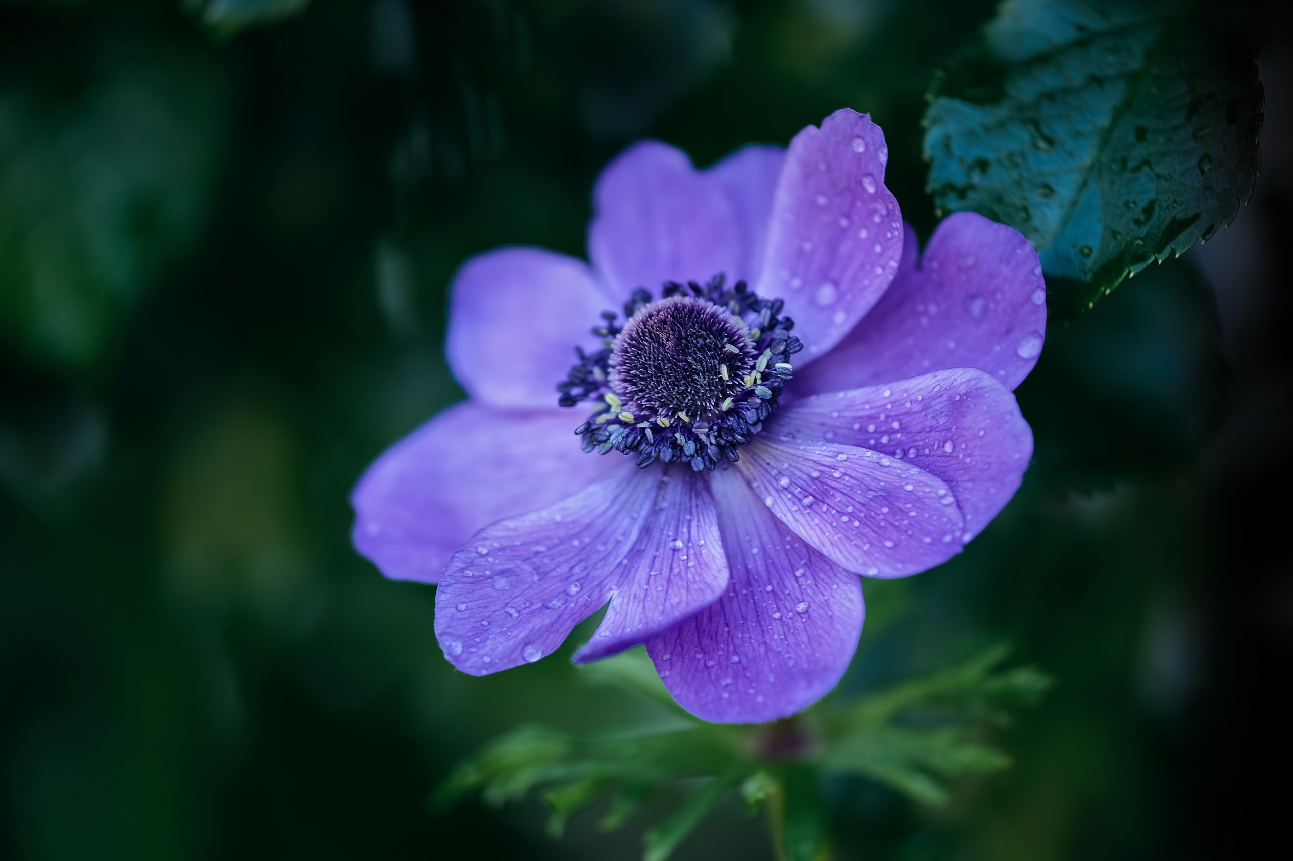 Free download wallpaper Flowers, Earth, Anemone, Purple Flower on your PC desktop