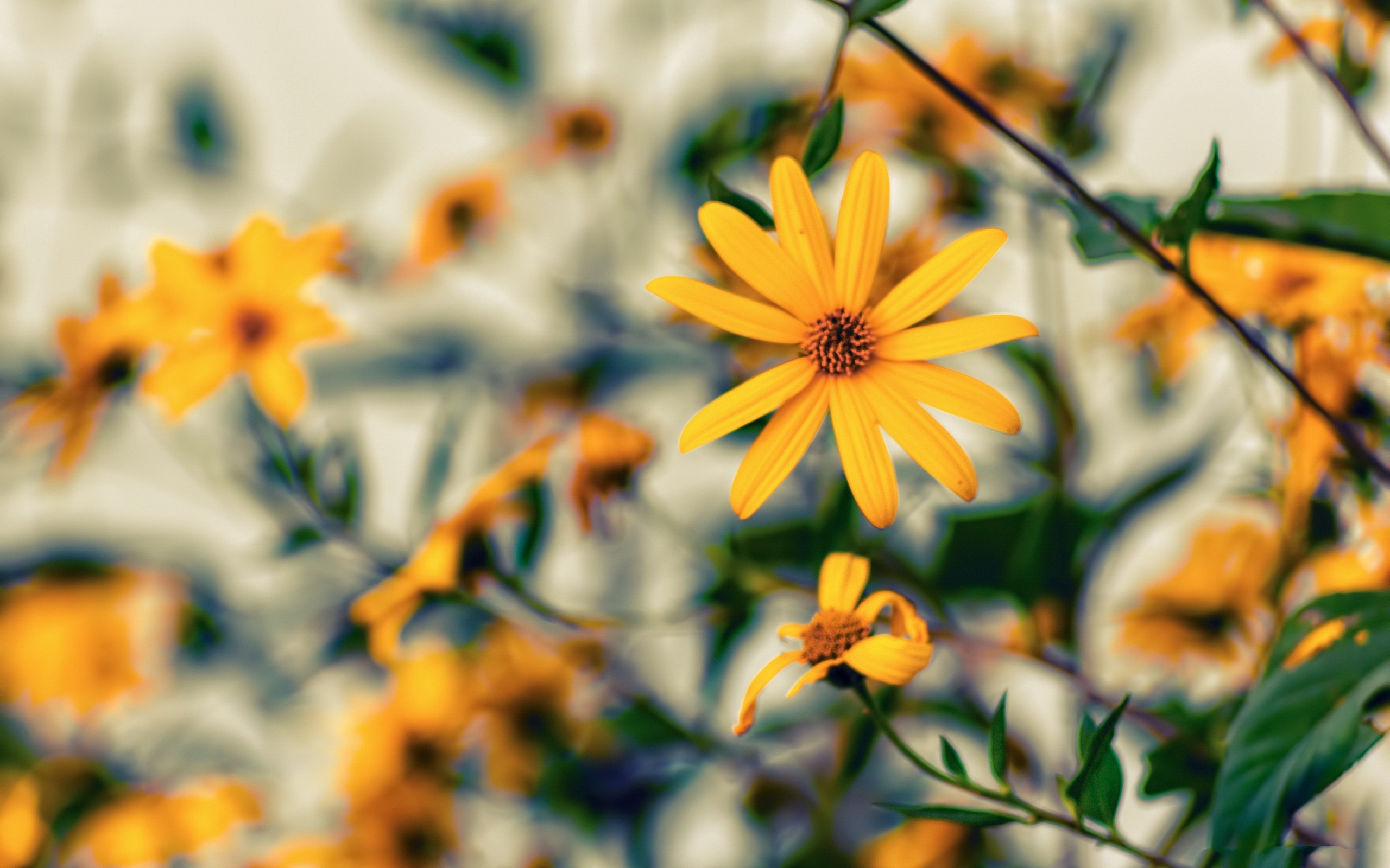 Descarga gratuita de fondo de pantalla para móvil de Flores, Flor, Flor Amarilla, Tierra/naturaleza.