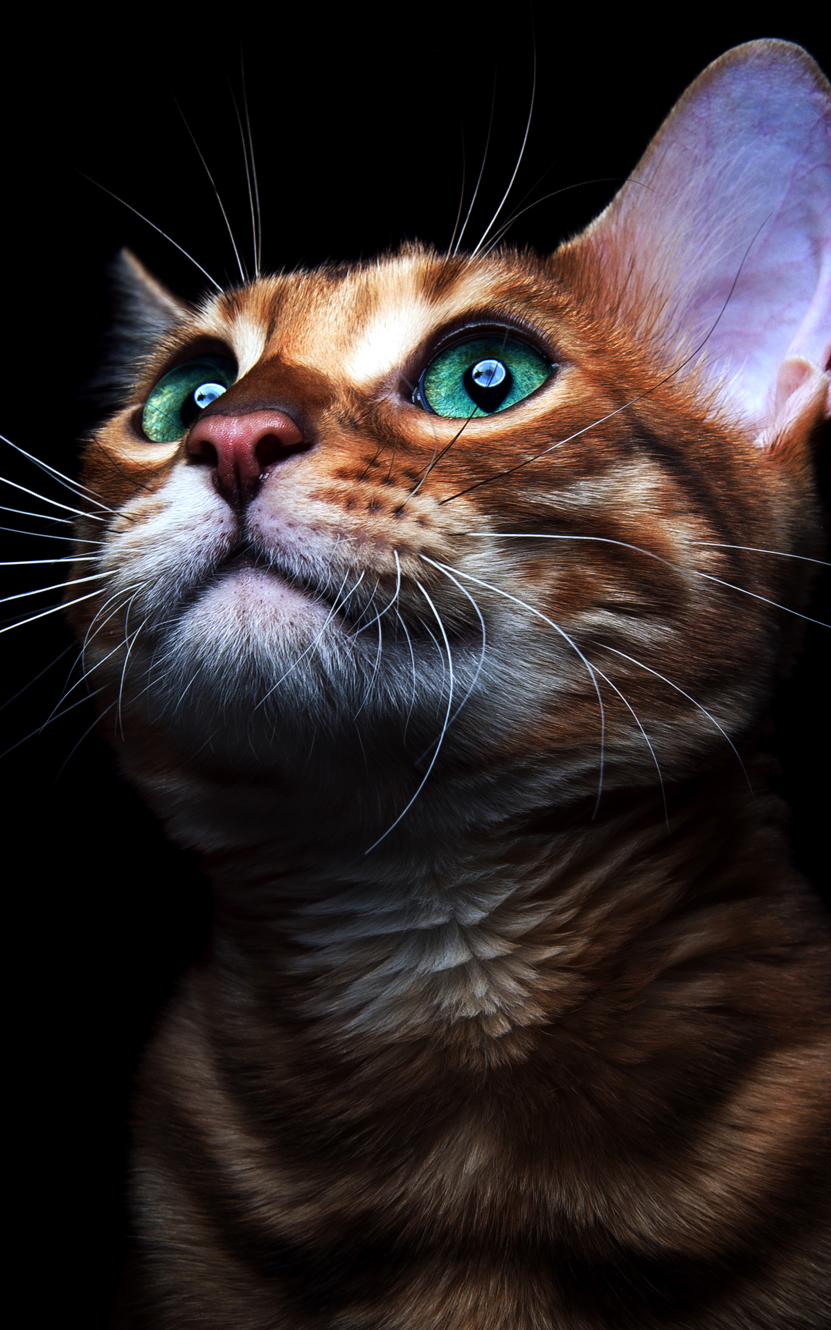 Download mobile wallpaper Cats, Cat, Kitten, Animal, Green Eyes for free.