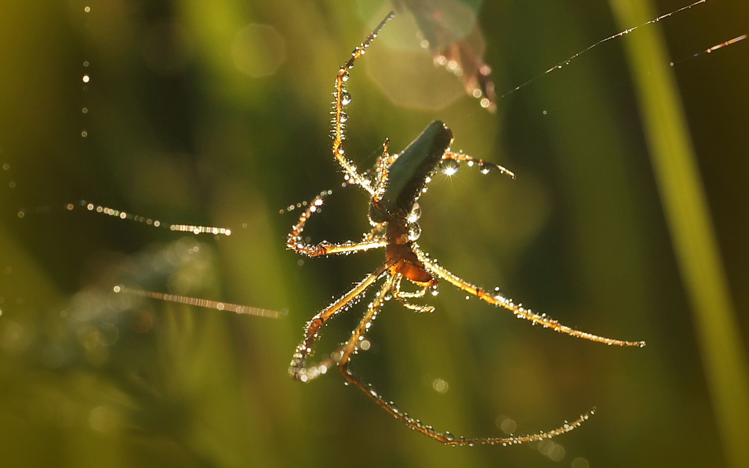 Free Images  Spiders