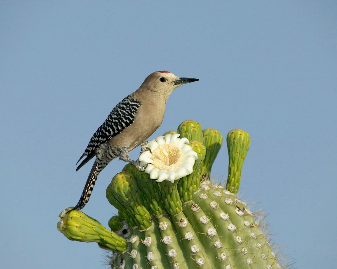 Handy-Wallpaper Tiere, Vogel kostenlos herunterladen.