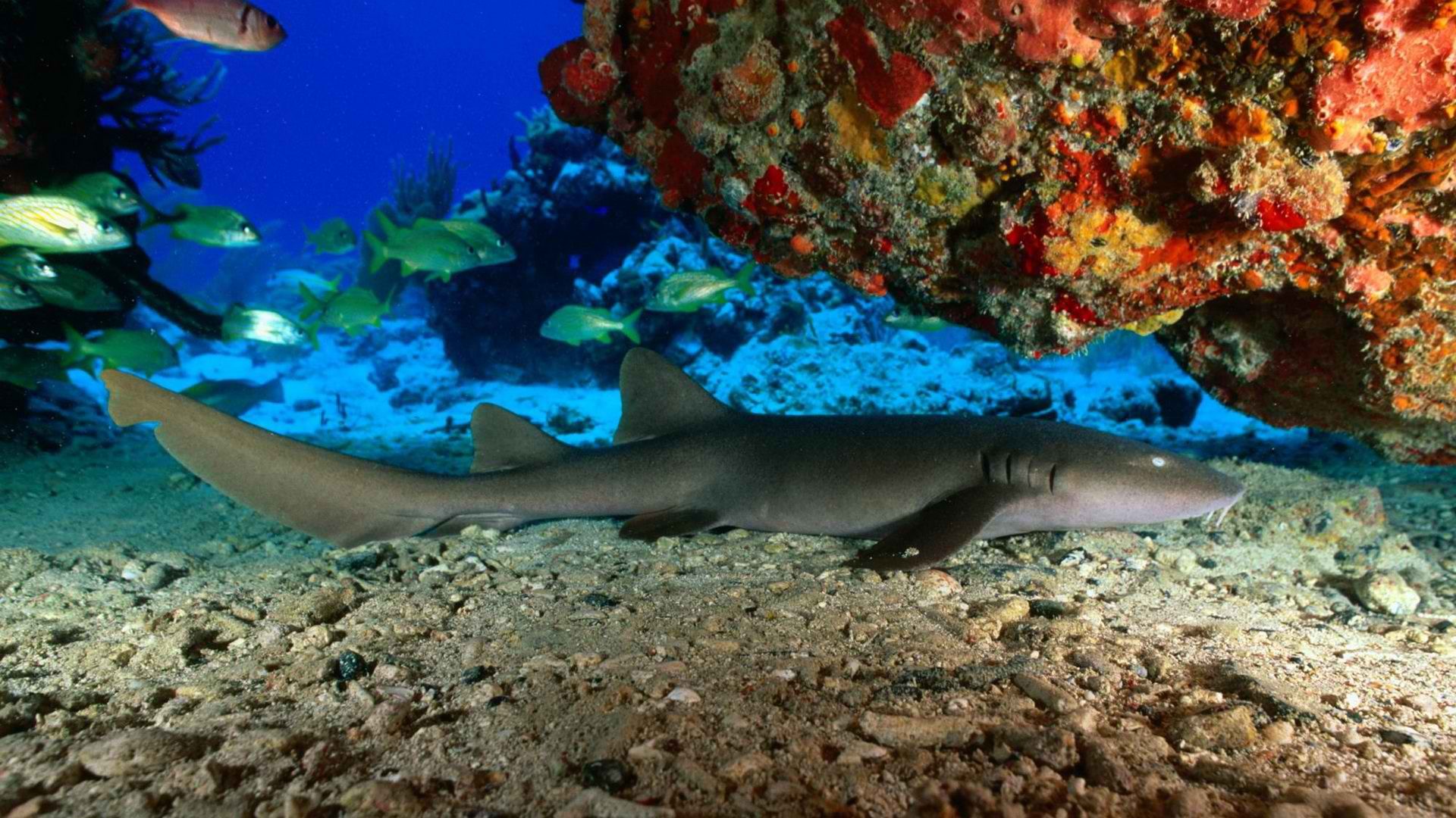 301879 descargar imagen tiburones, animales, tiburón: fondos de pantalla y protectores de pantalla gratis