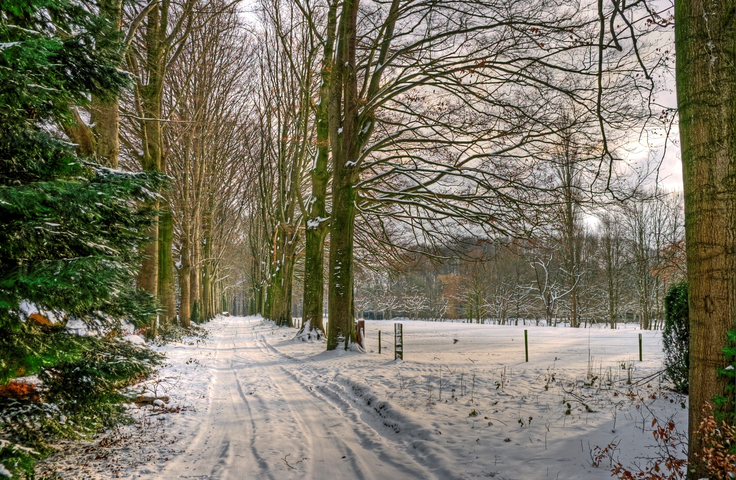 Скачать картинку Снег, Деревья, Дорога, Аллея, Нидерланды, Природа в телефон бесплатно.