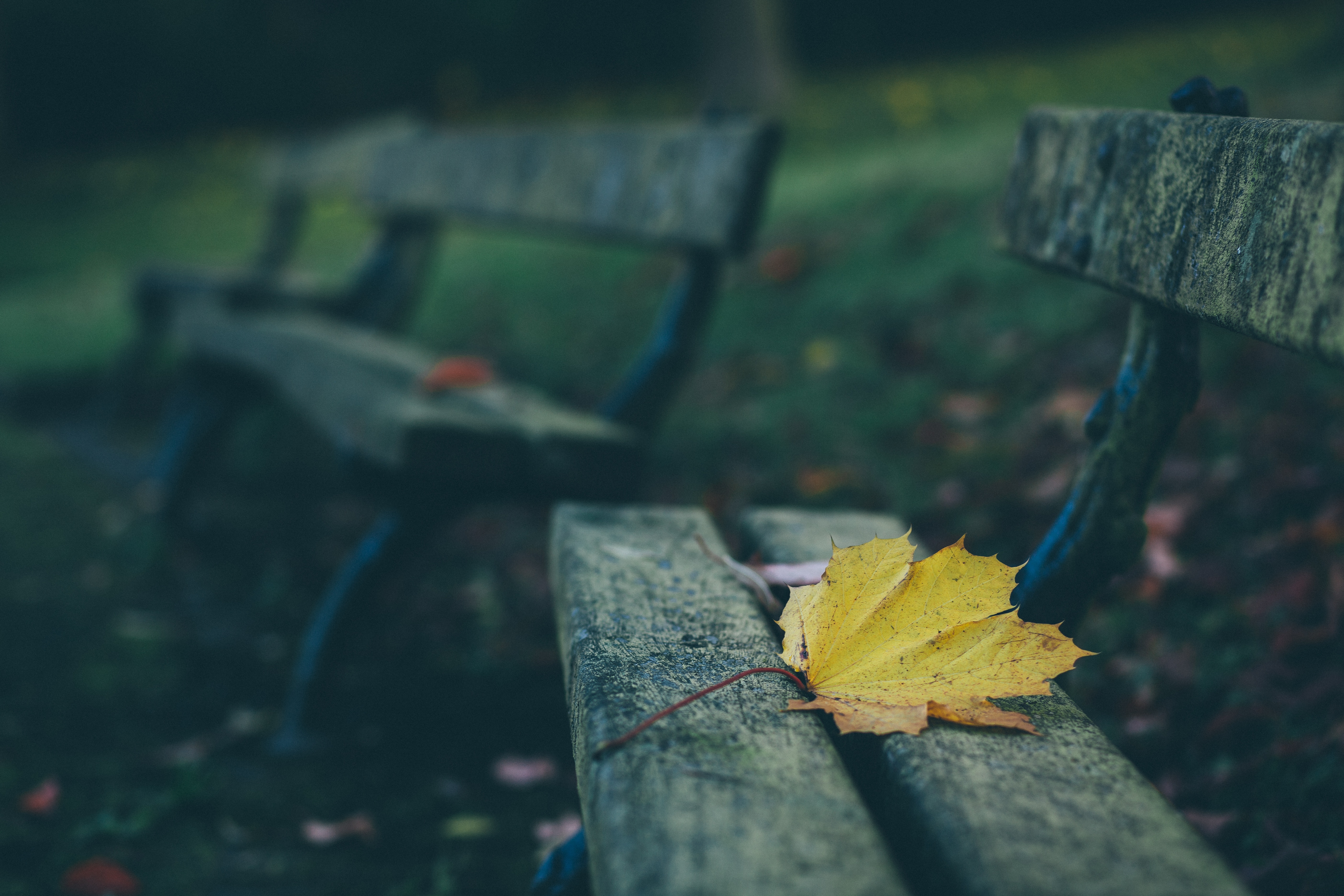 bench, autumn, nature, sheet, leaf wallpaper for mobile