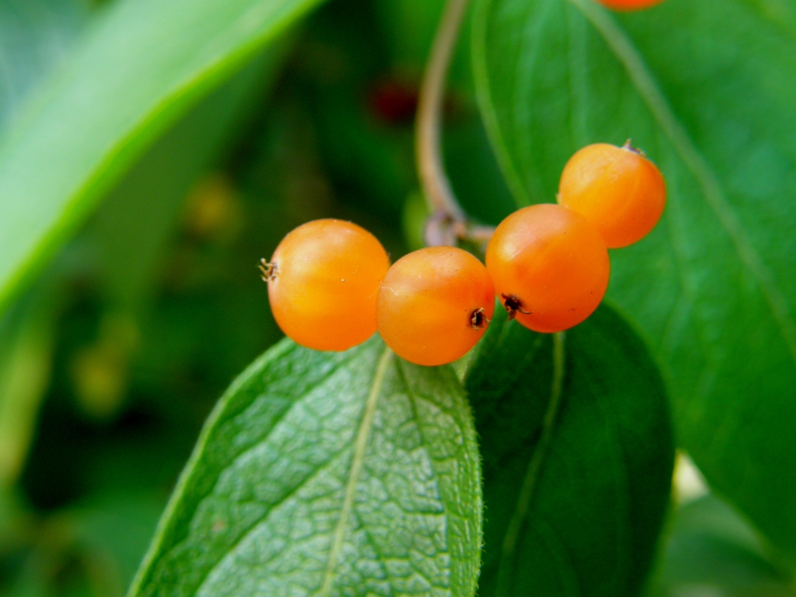 Baixe gratuitamente a imagem Plantas, Frutas, Comida, Berries na área de trabalho do seu PC