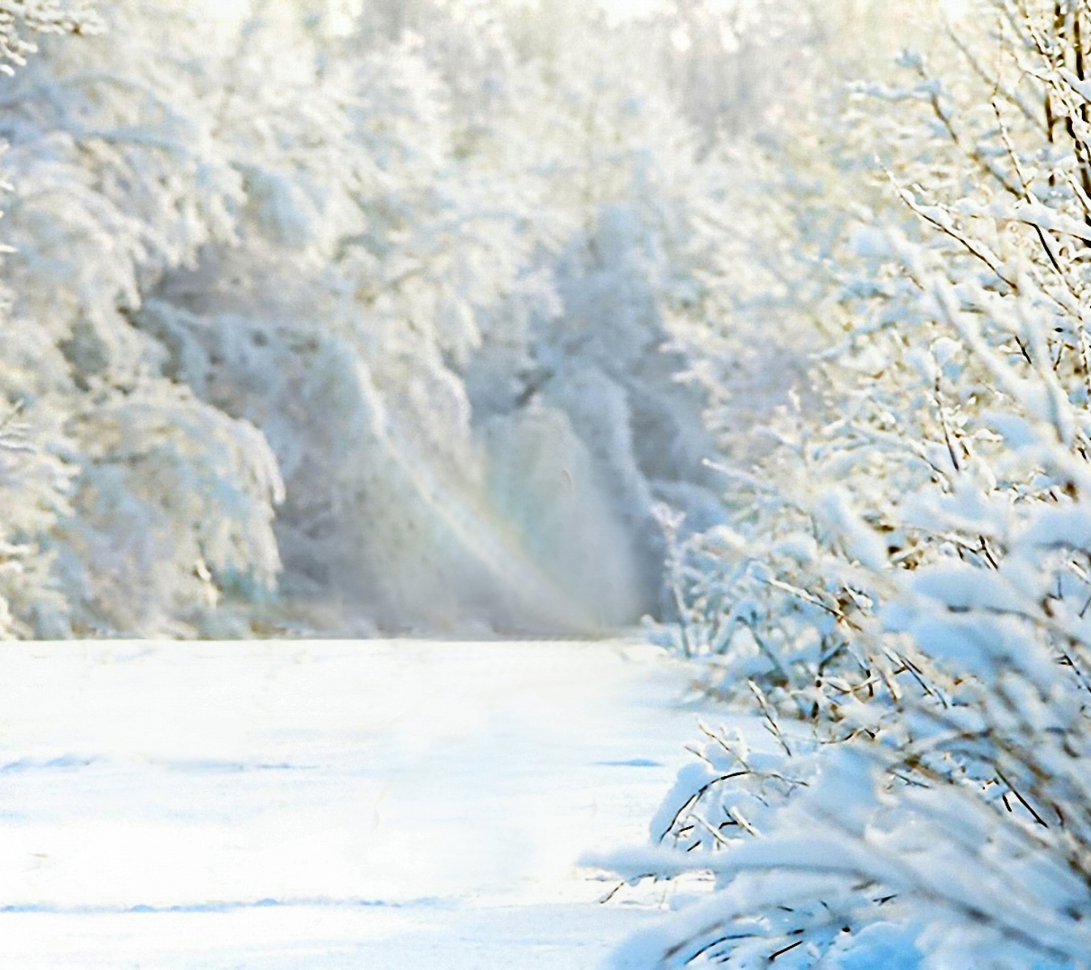 Скачать картинку Зима, Природа, Снег, Дерево, Белый, Живопись, Живописный, Земля/природа в телефон бесплатно.