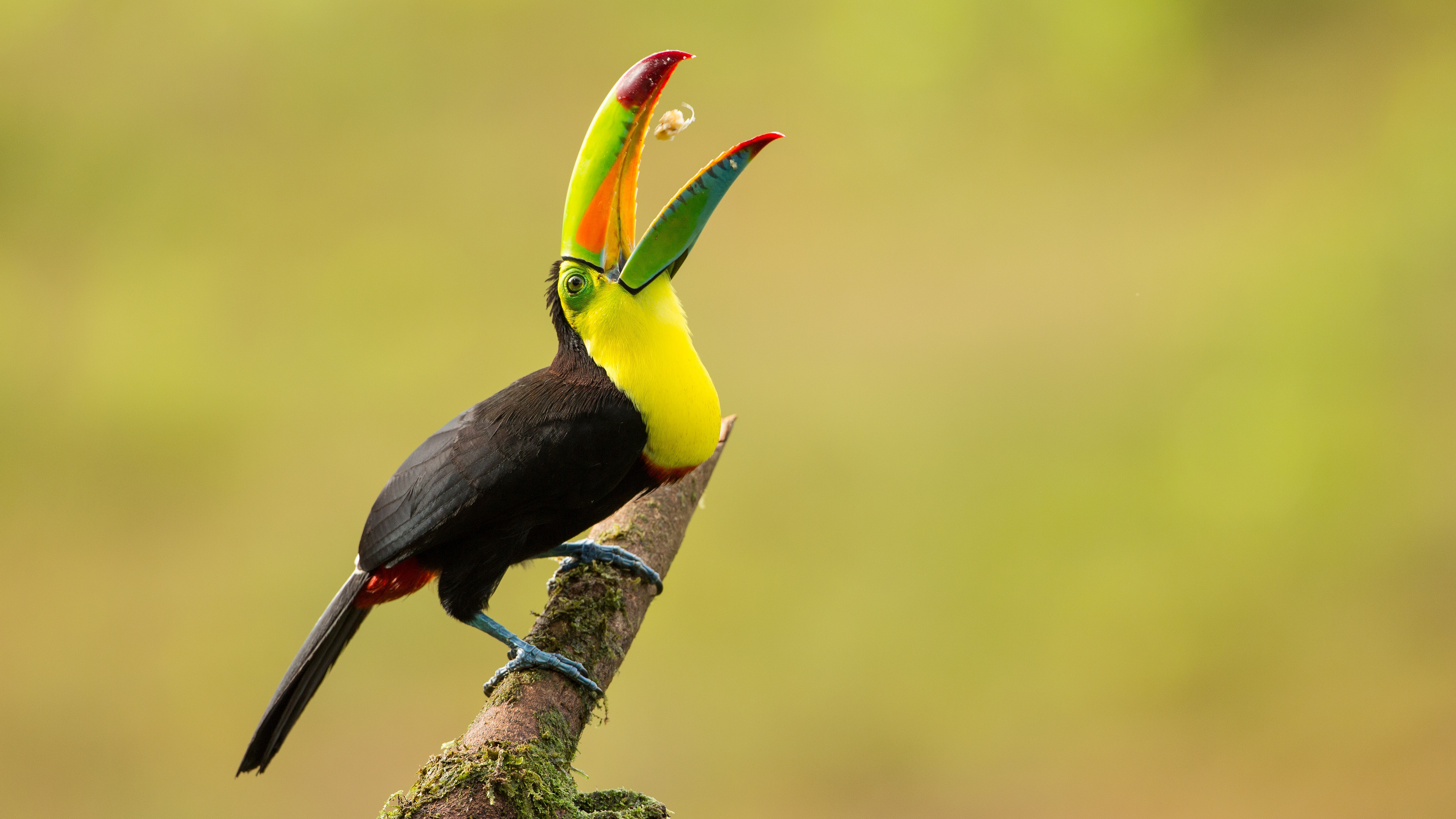 Laden Sie das Tiere, Vögel, Kiel Berechneter Tukan-Bild kostenlos auf Ihren PC-Desktop herunter