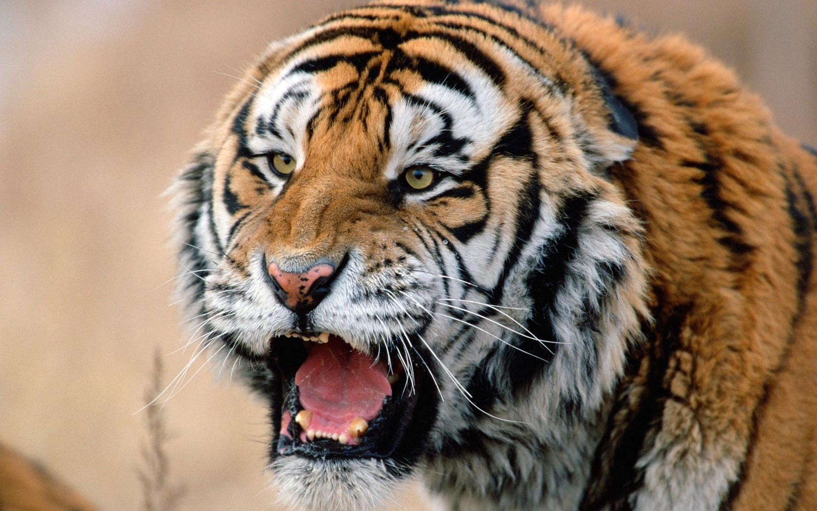 animals, tigers Image for desktop