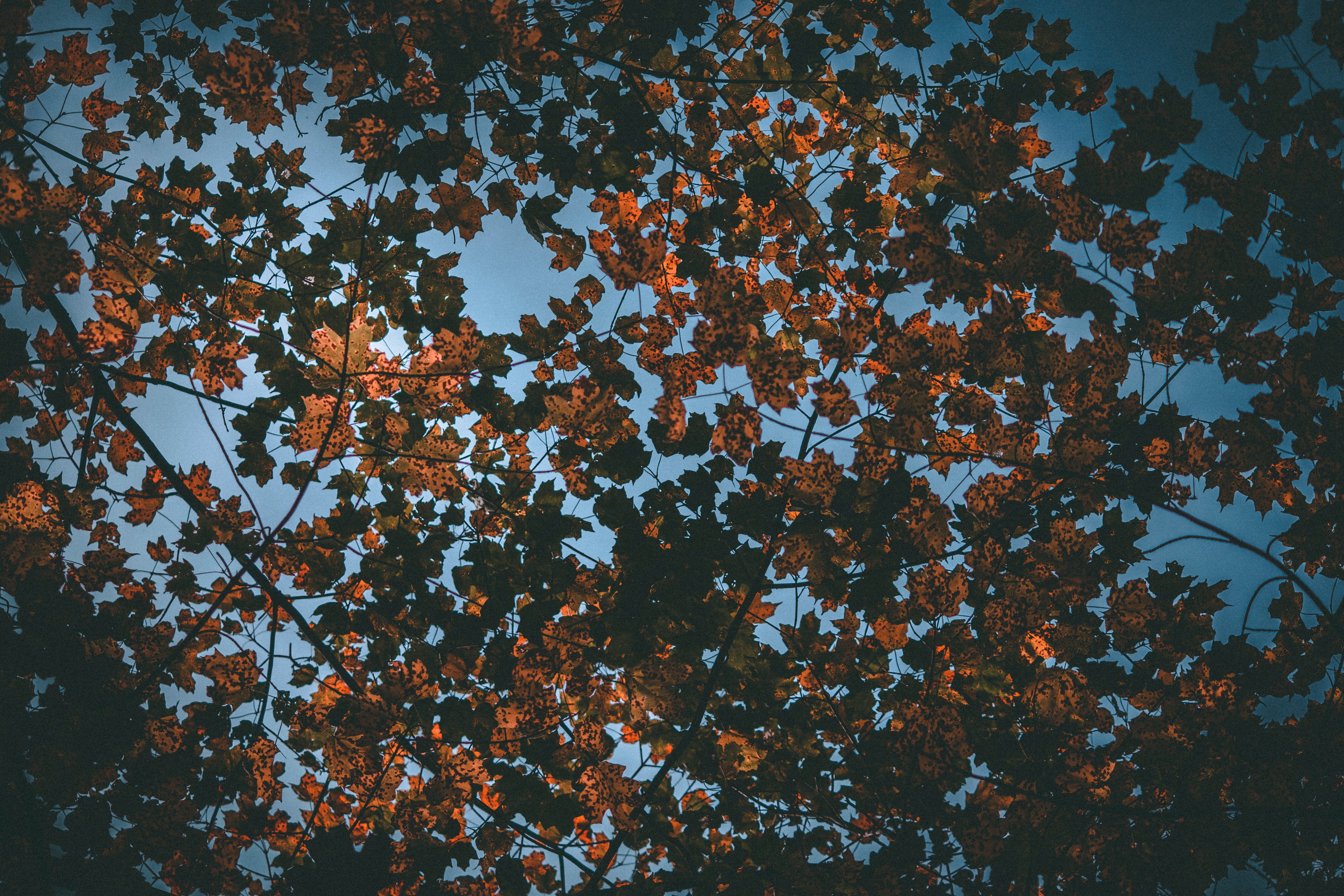 nature, sky, autumn, leaves, dry
