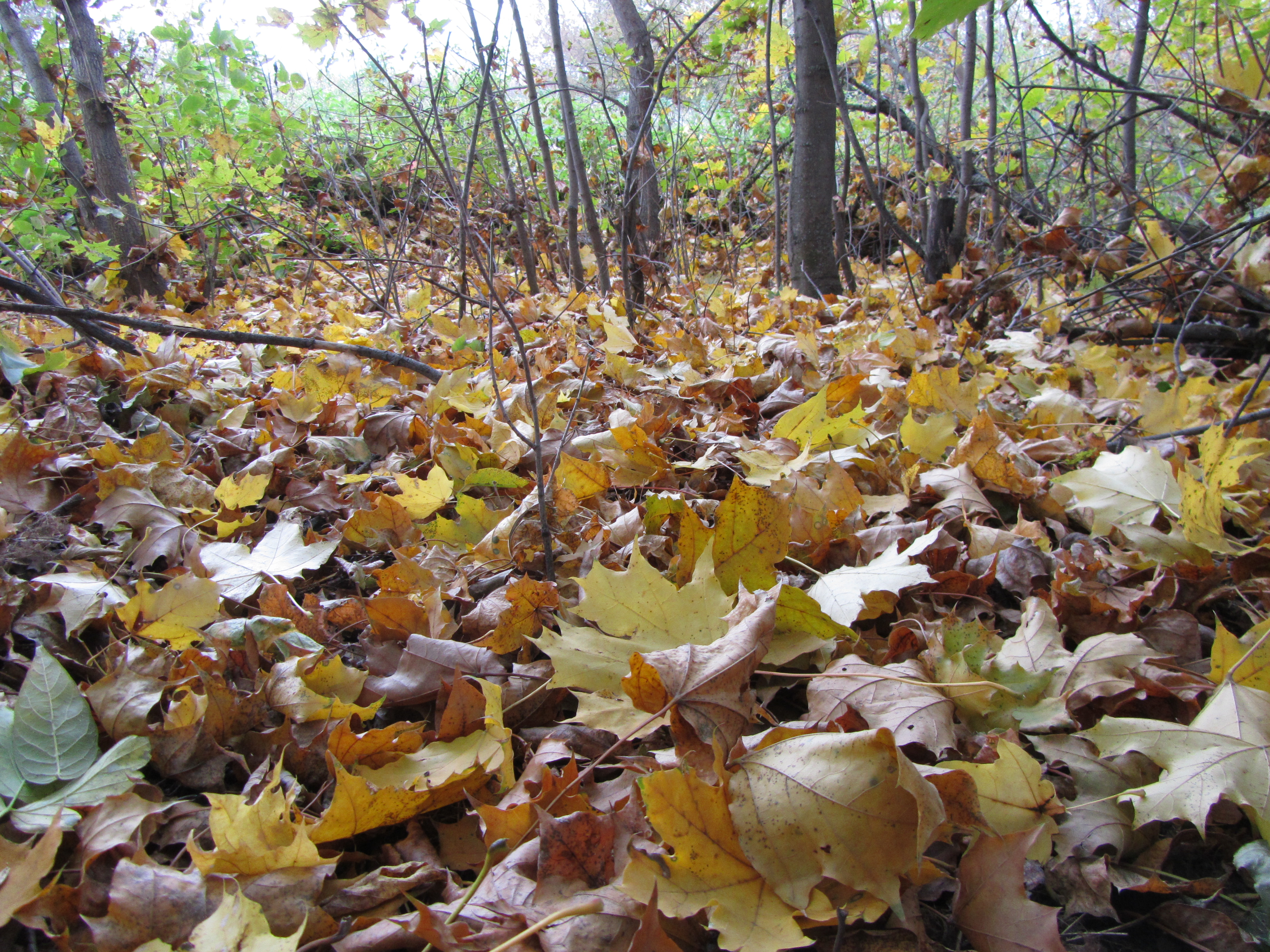 Laden Sie das Herbst, Erde/natur-Bild kostenlos auf Ihren PC-Desktop herunter