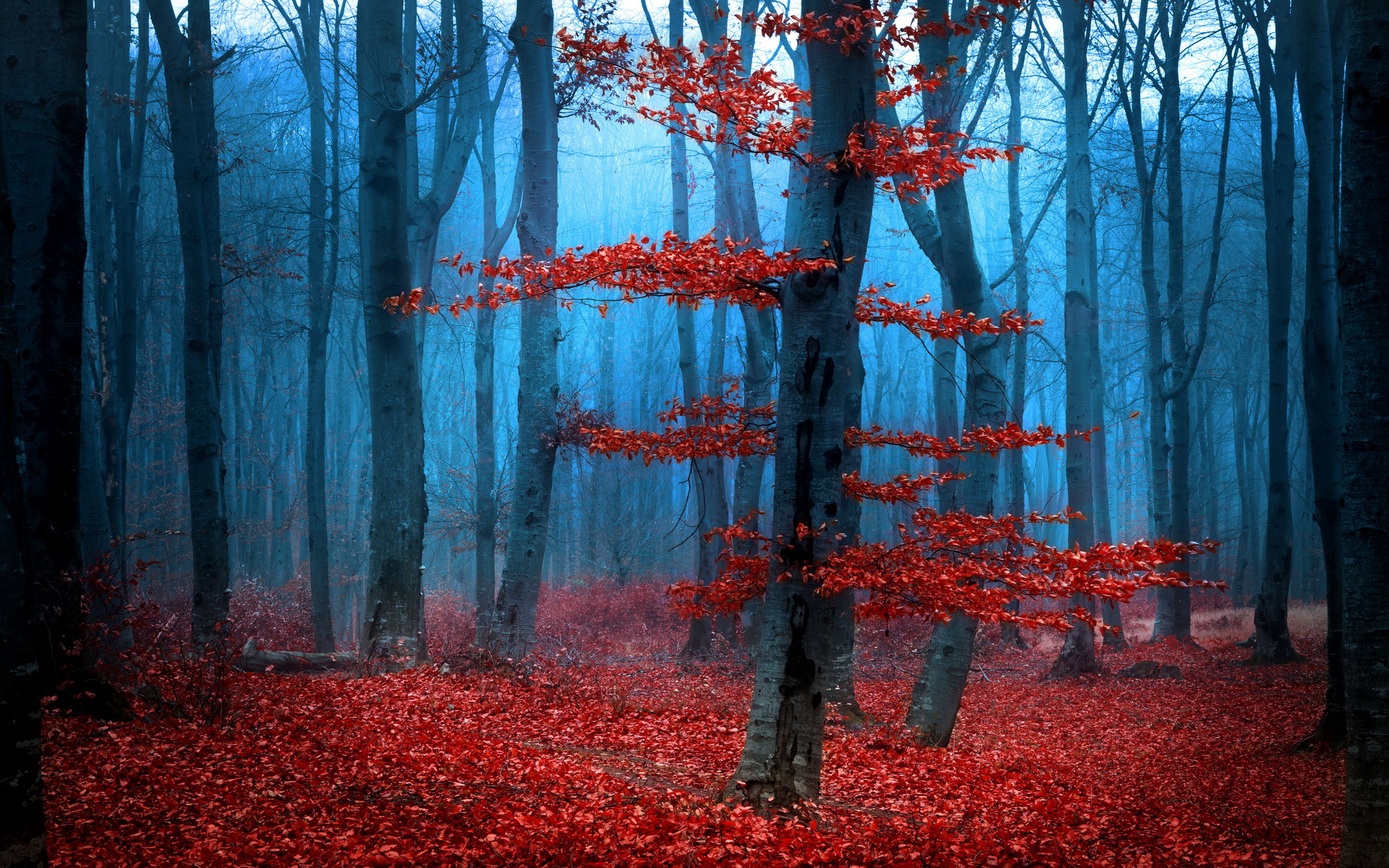 Descarga gratis la imagen Bosque, Tierra/naturaleza en el escritorio de tu PC