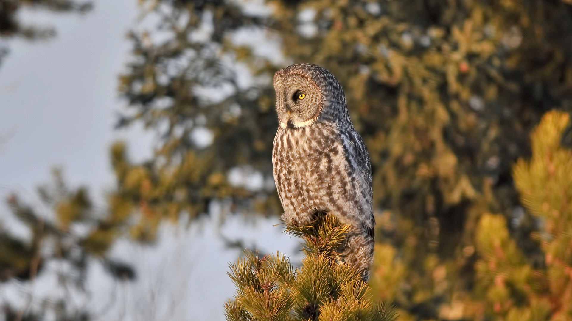 Téléchargez gratuitement l'image Animaux, Hibou, Des Oiseaux sur le bureau de votre PC