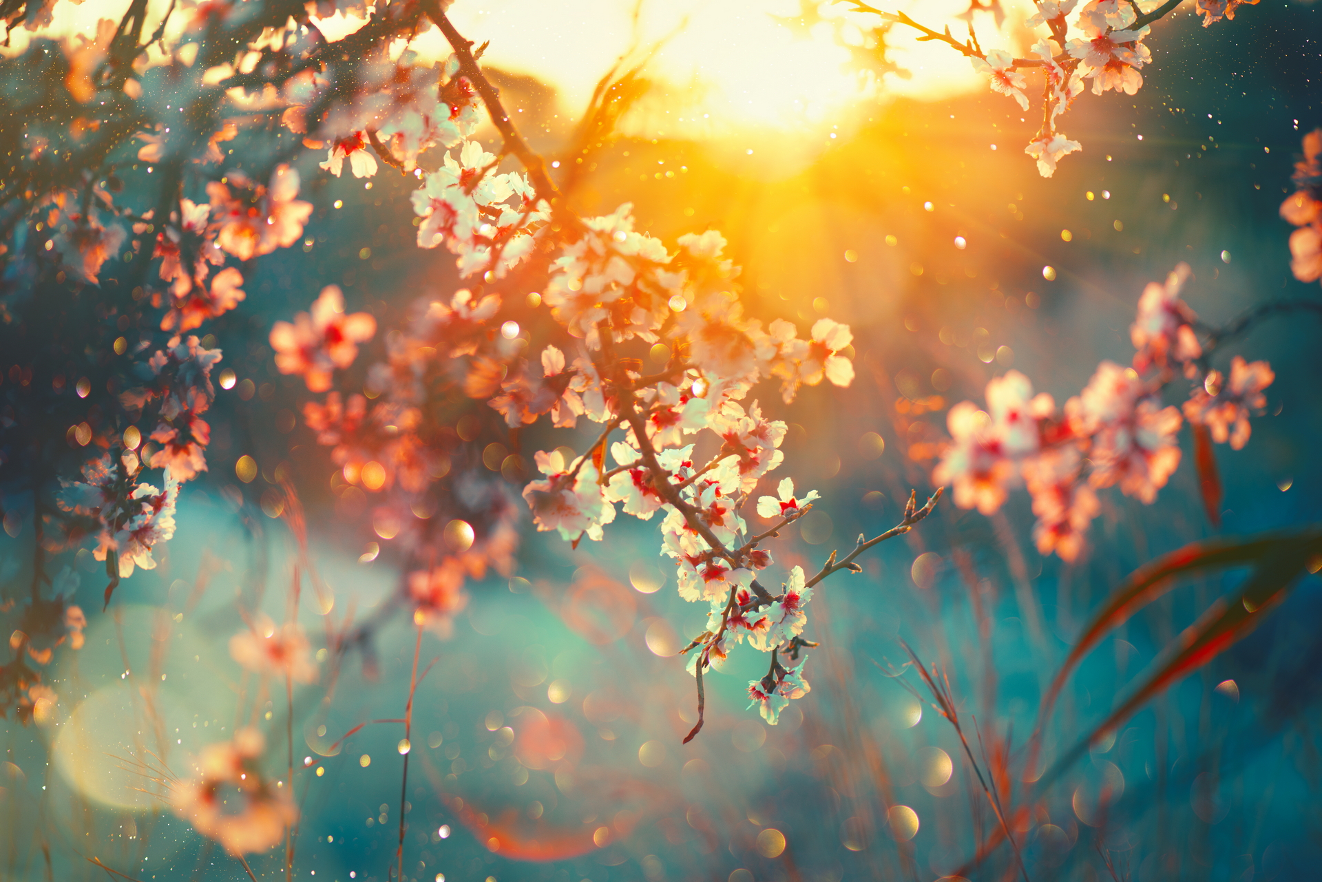 Free download wallpaper Blossom, Flowers, Earth on your PC desktop