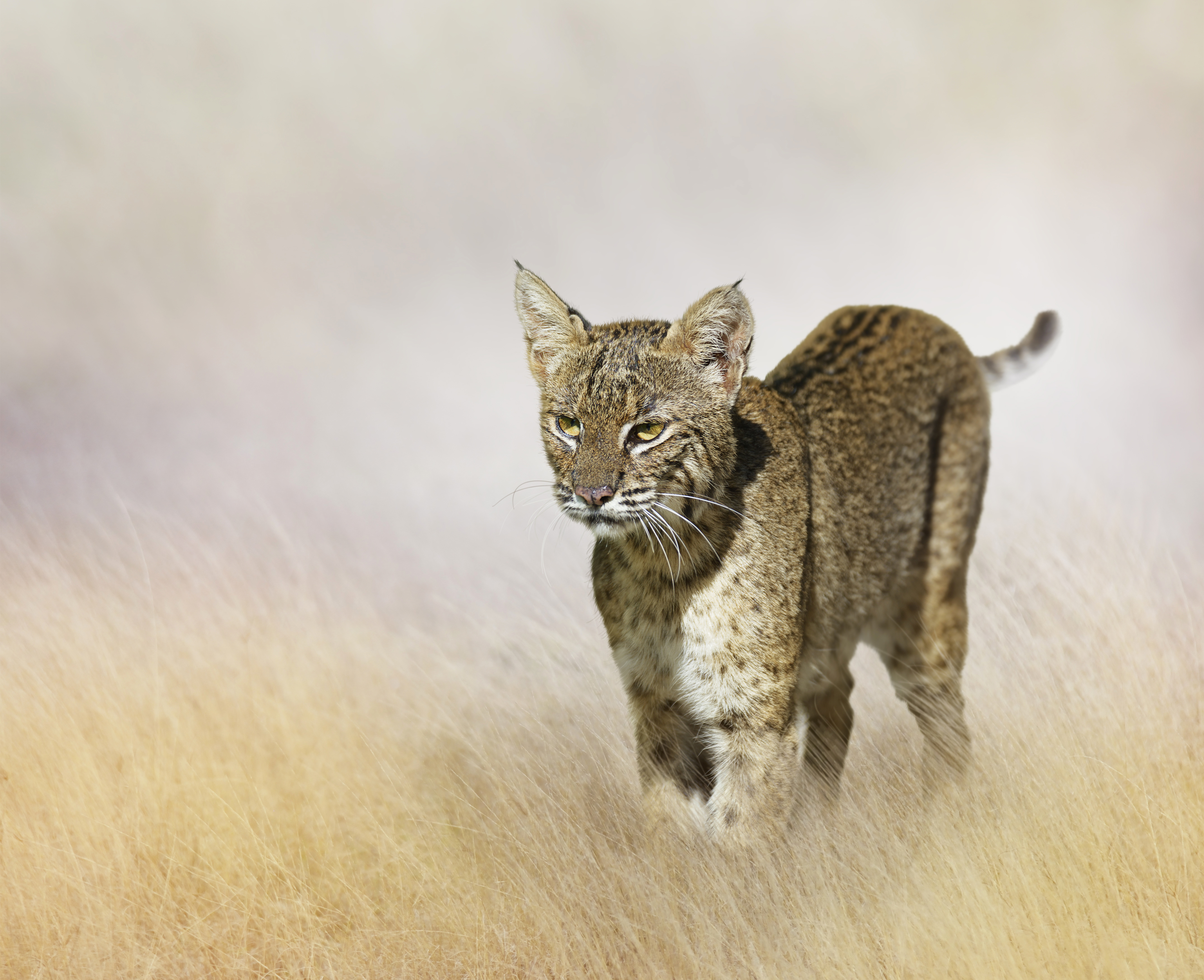 Download mobile wallpaper Cats, Animal, Lynx for free.