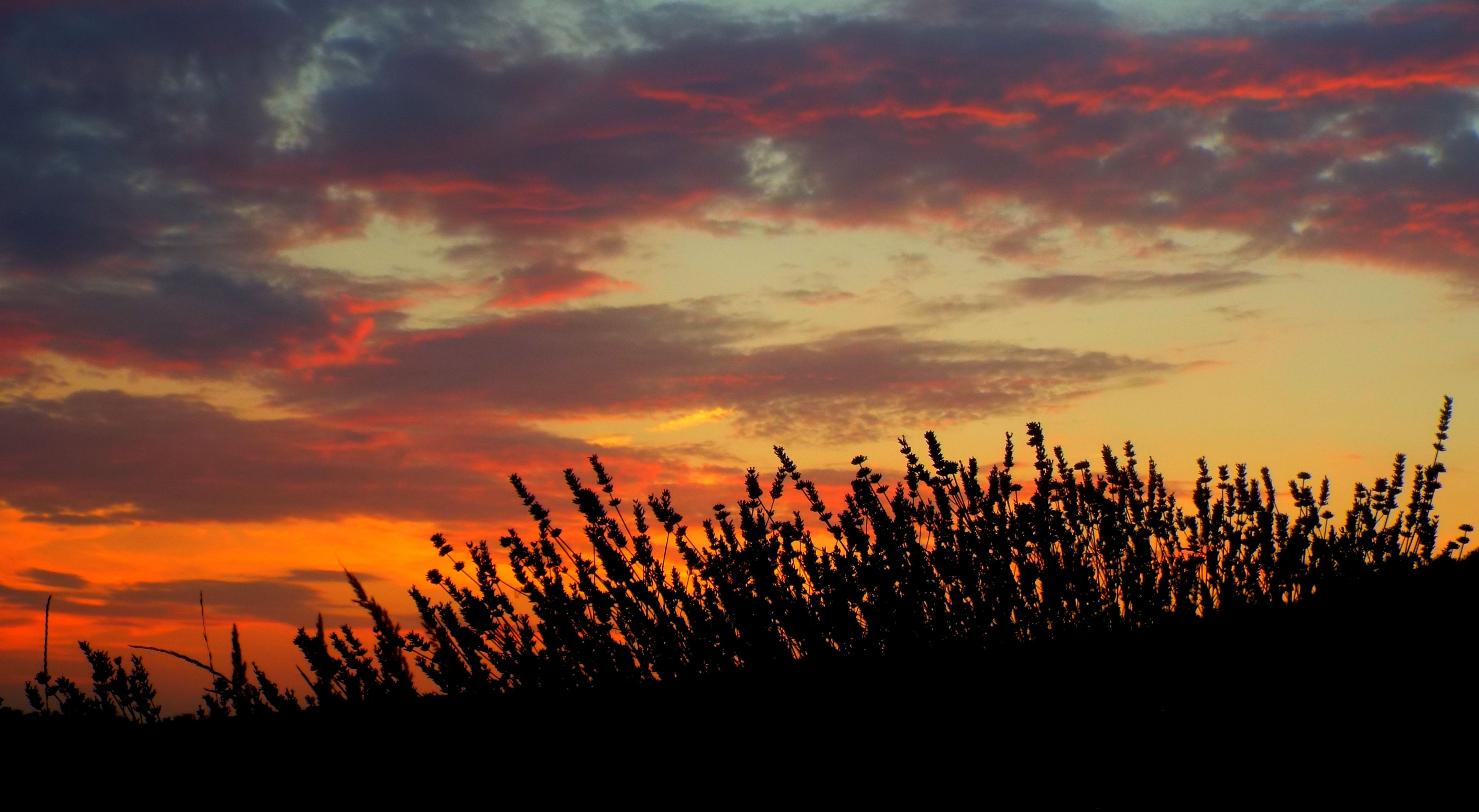 Laden Sie das Natur, Sunset, Lavendel, Feld-Bild kostenlos auf Ihren PC-Desktop herunter