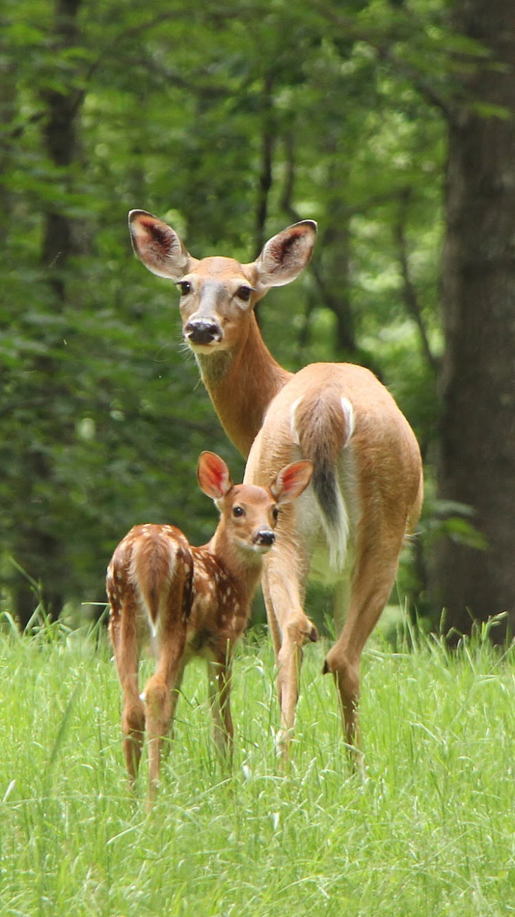 Download mobile wallpaper Animal, Deer for free.