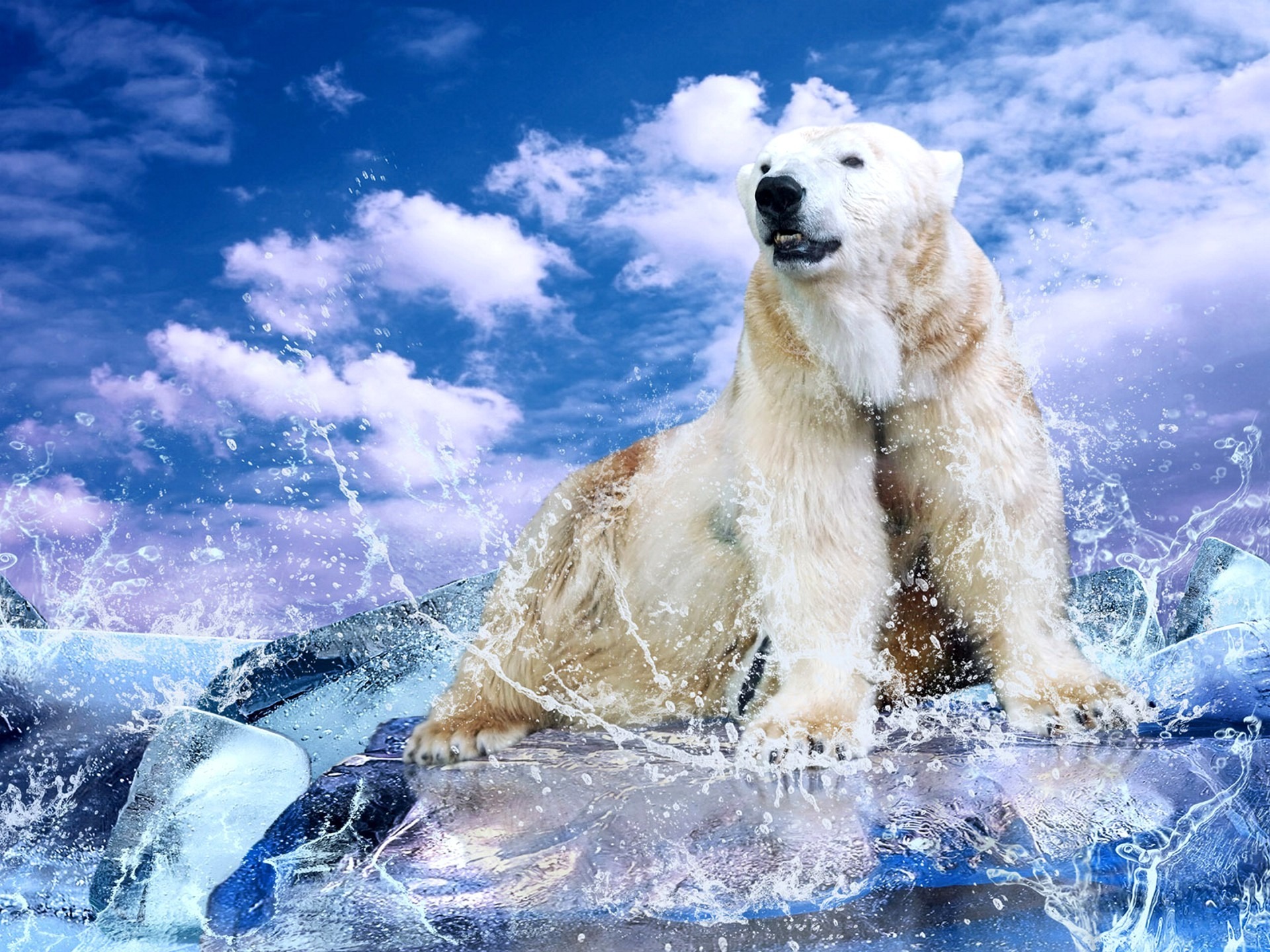 203207 descargar fondo de pantalla animales, oso polar, osos: protectores de pantalla e imágenes gratis
