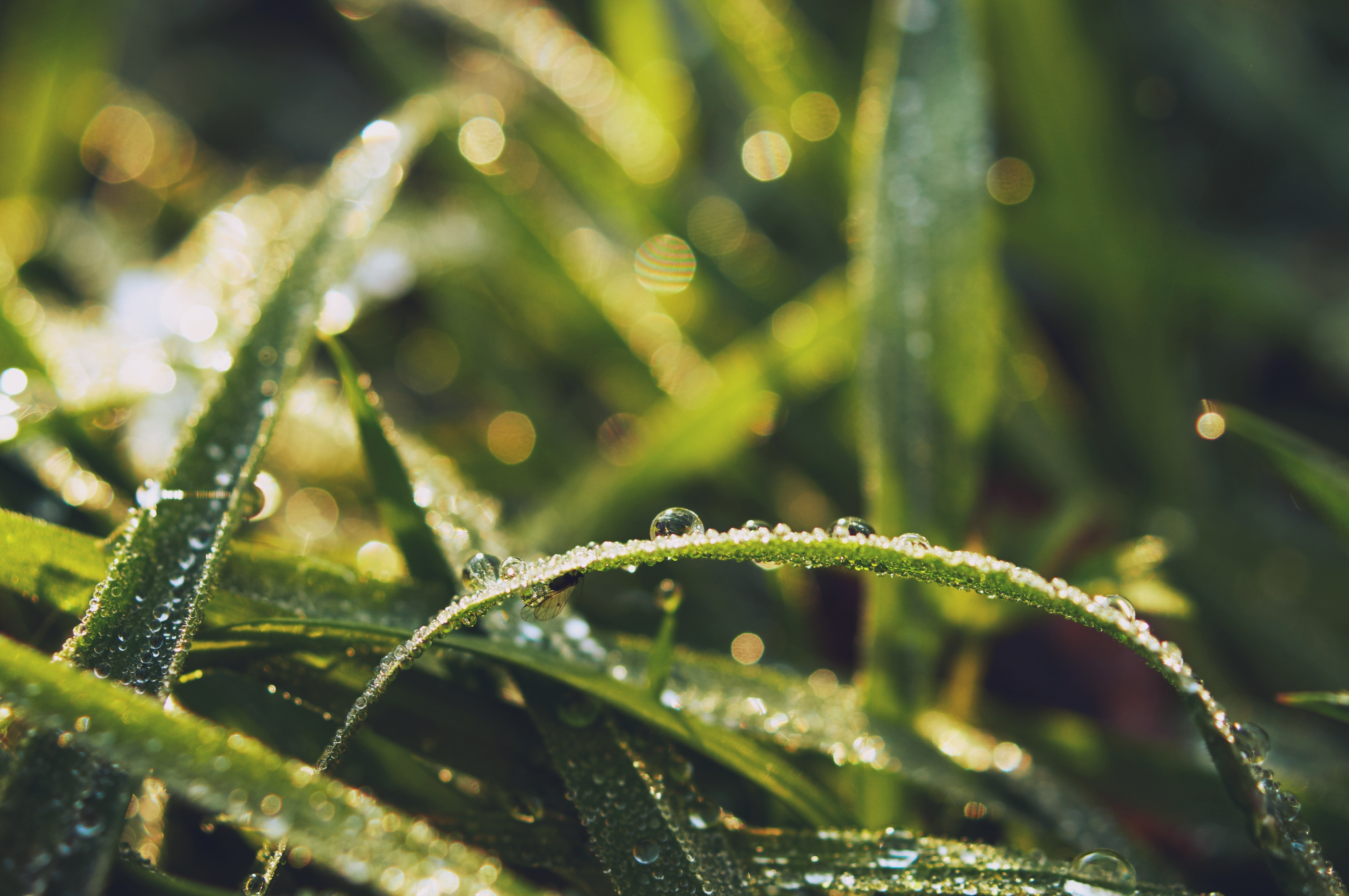 Download mobile wallpaper Nature, Grass, Blur, Close Up, Earth, Bokeh, Sunny, Water Drop for free.