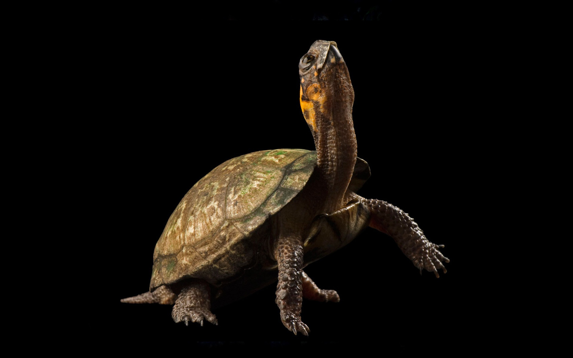 Download mobile wallpaper Turtles, Animal, Turtle for free.