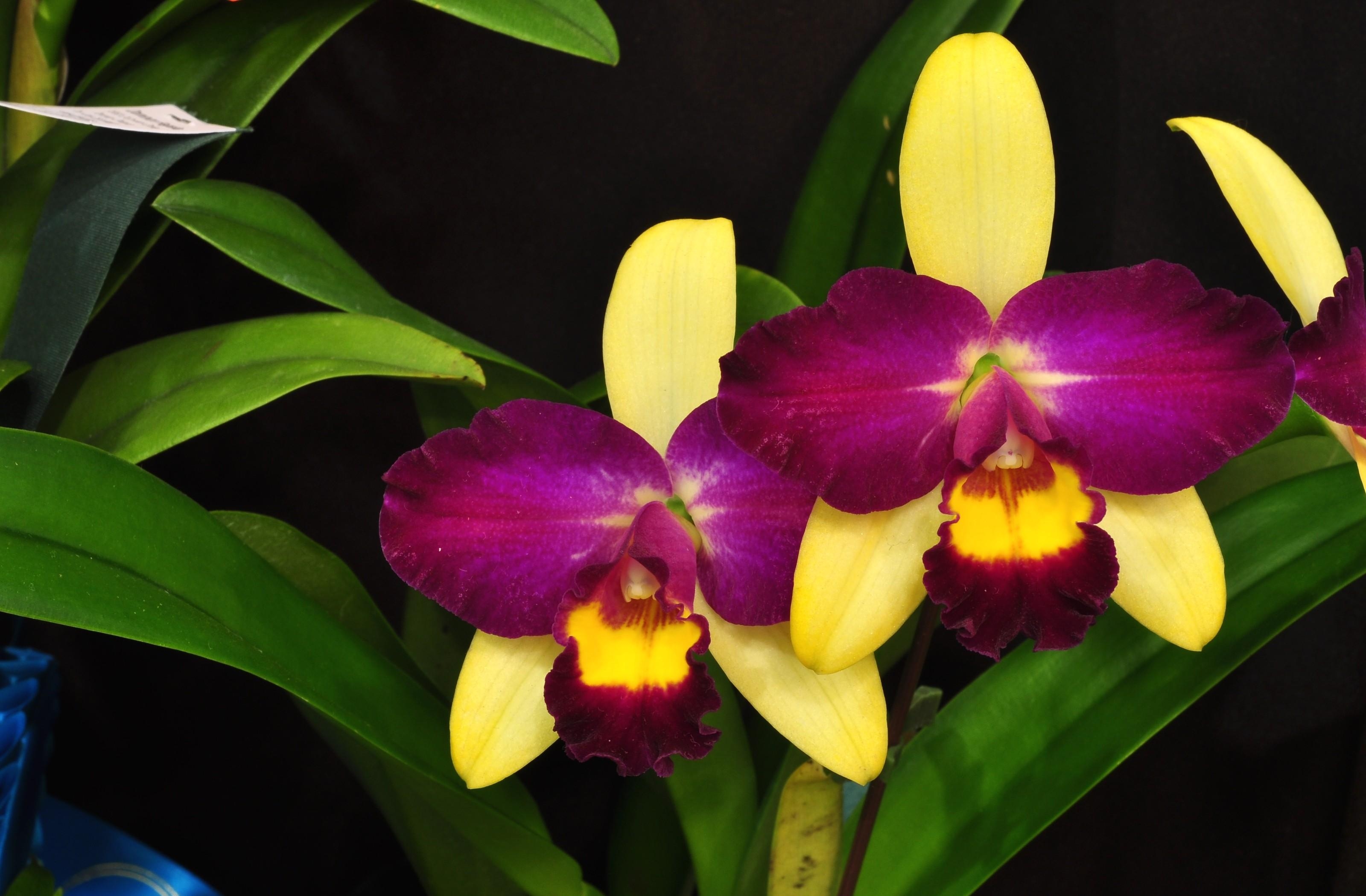 148017 скачать картинку орхидея, крупный план, цветы, листья, цветок, лиловая - обои и заставки бесплатно