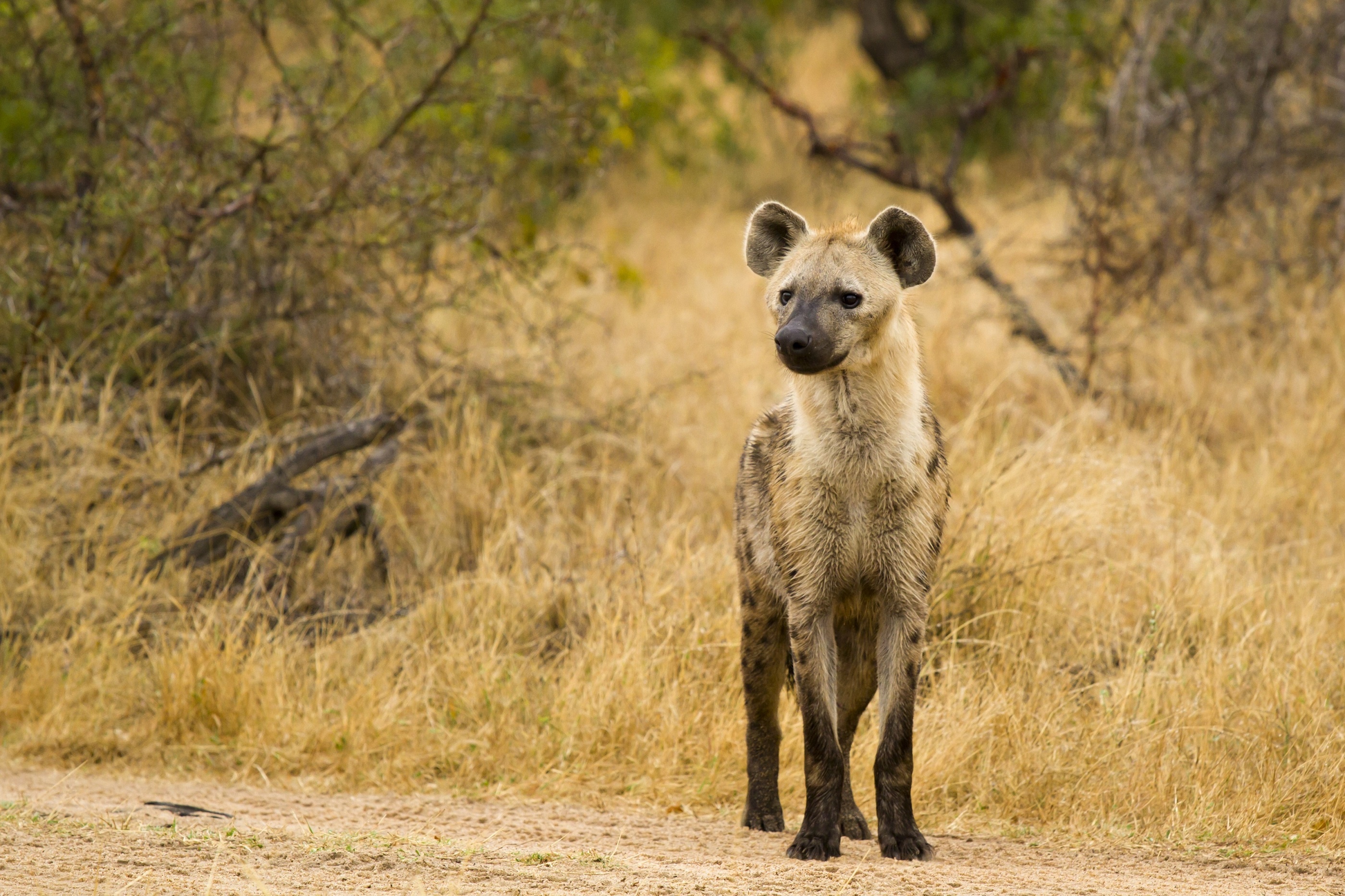 609605 descargar fondo de pantalla animales, hiena manchada: protectores de pantalla e imágenes gratis