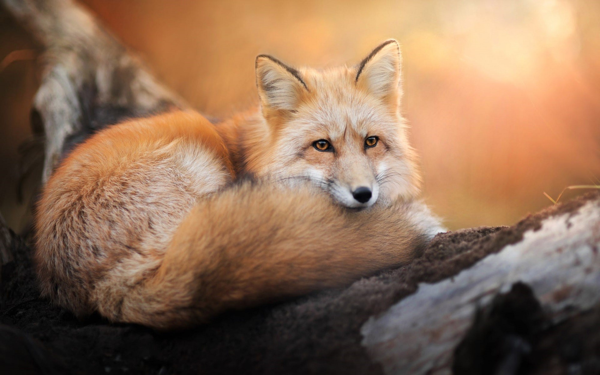 Laden Sie das Tiere, Fuchs-Bild kostenlos auf Ihren PC-Desktop herunter