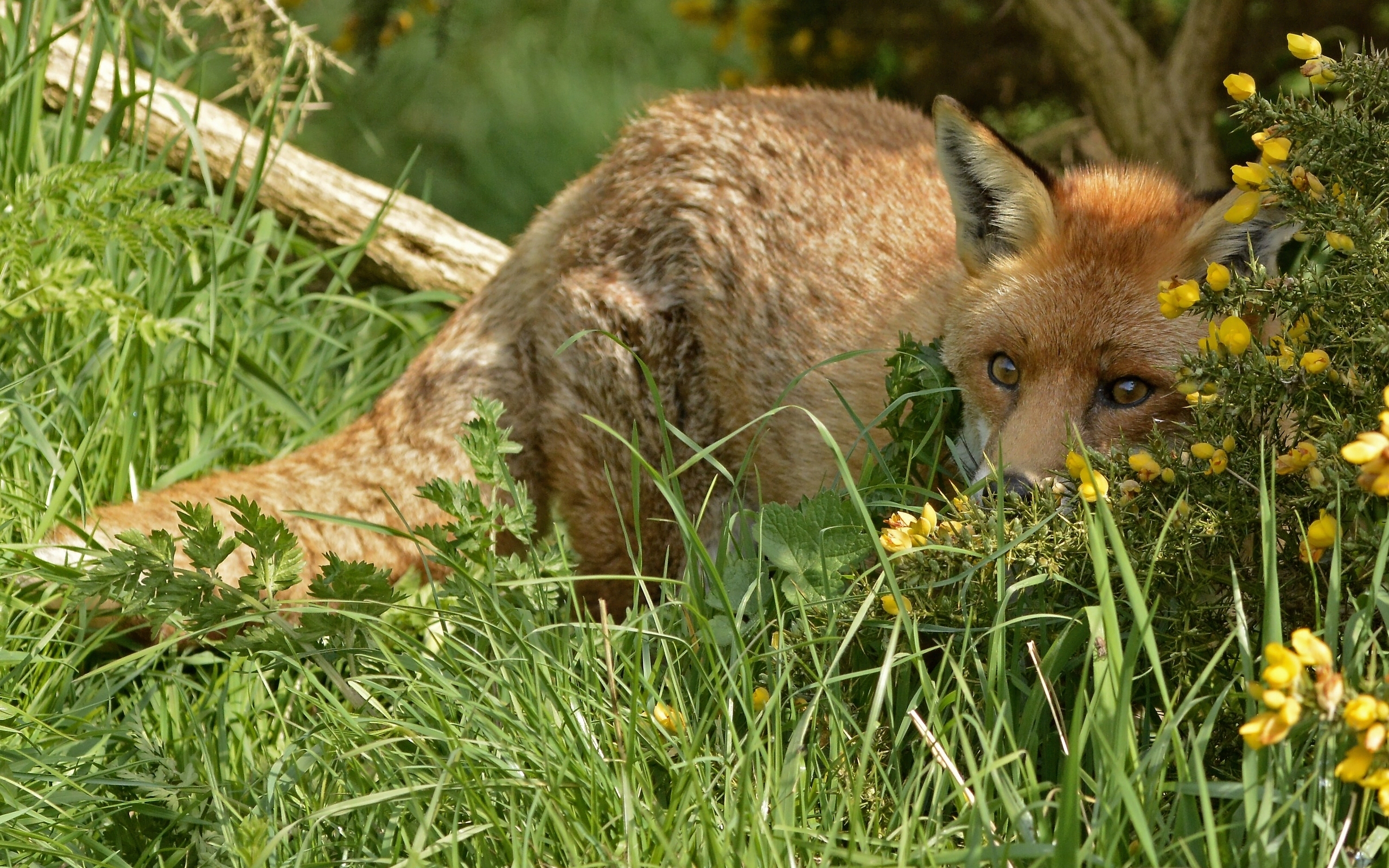 Download mobile wallpaper Grass, Fox, Animal for free.