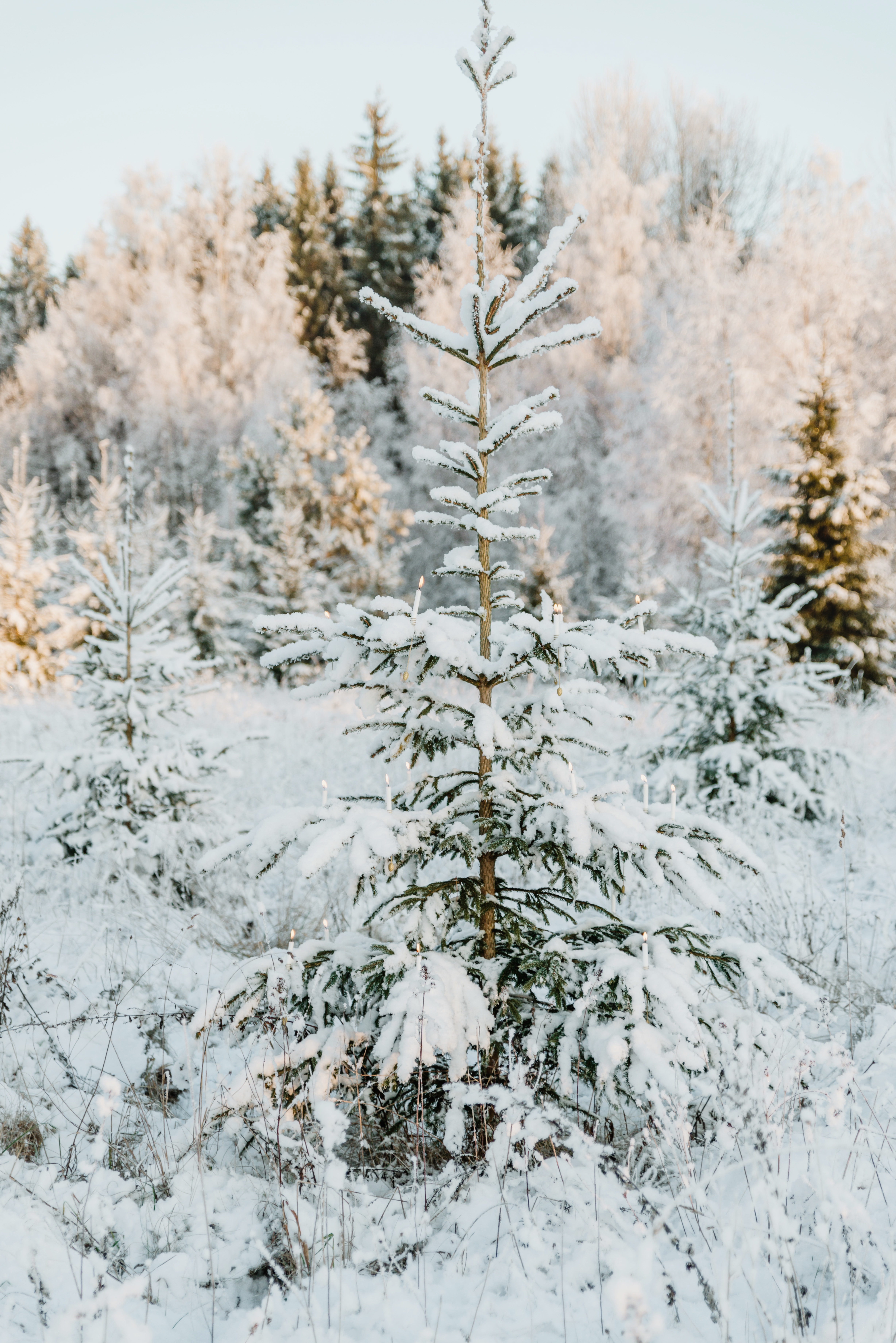 christmas tree, winter, nature, snow, wood, tree, garland Full HD