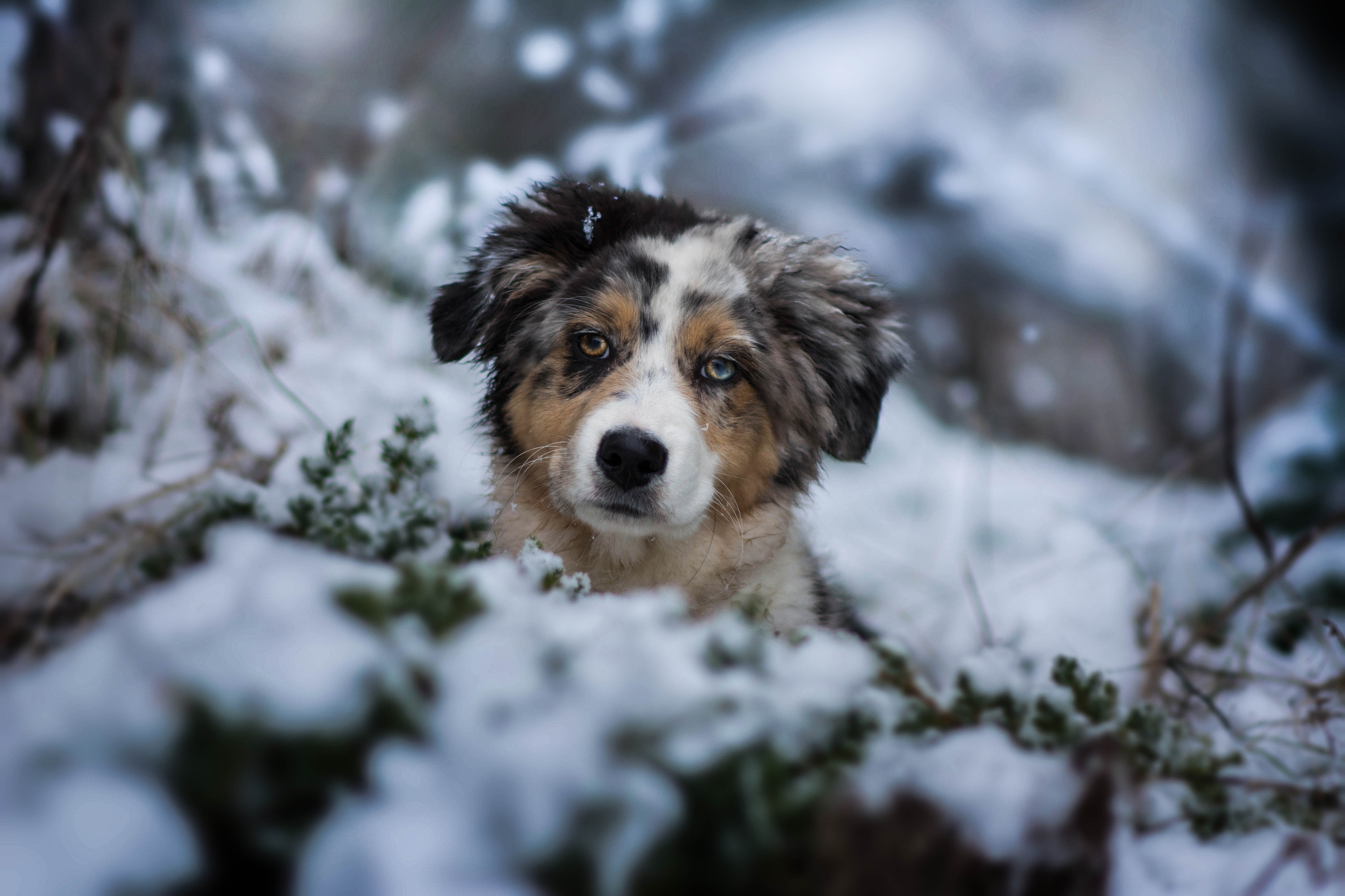 PCデスクトップに動物, 冬, 犬, 子犬, 赤ちゃん動物, オーストラリアン シェパード画像を無料でダウンロード