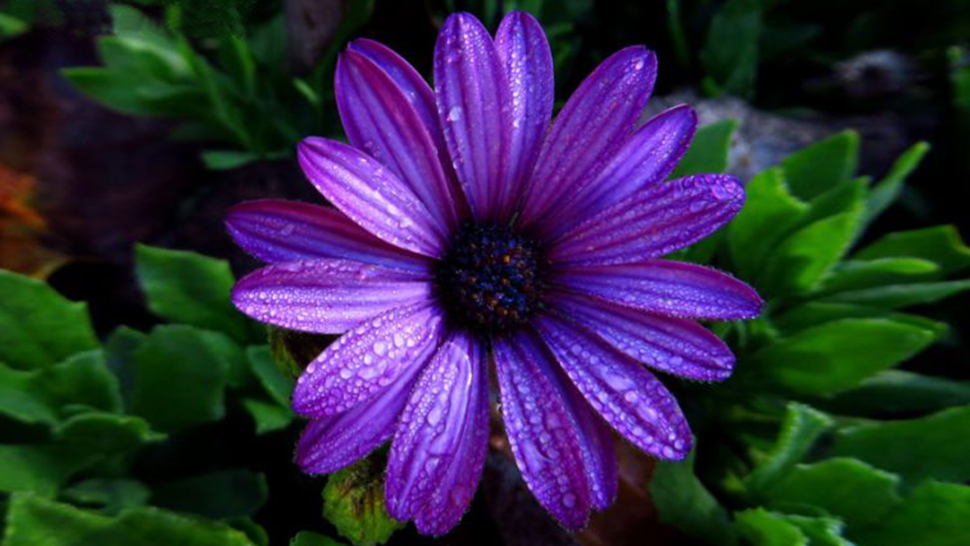 Téléchargez gratuitement l'image Fleur, Terre, Marguerite, Fleur Mauve, Terre/nature sur le bureau de votre PC