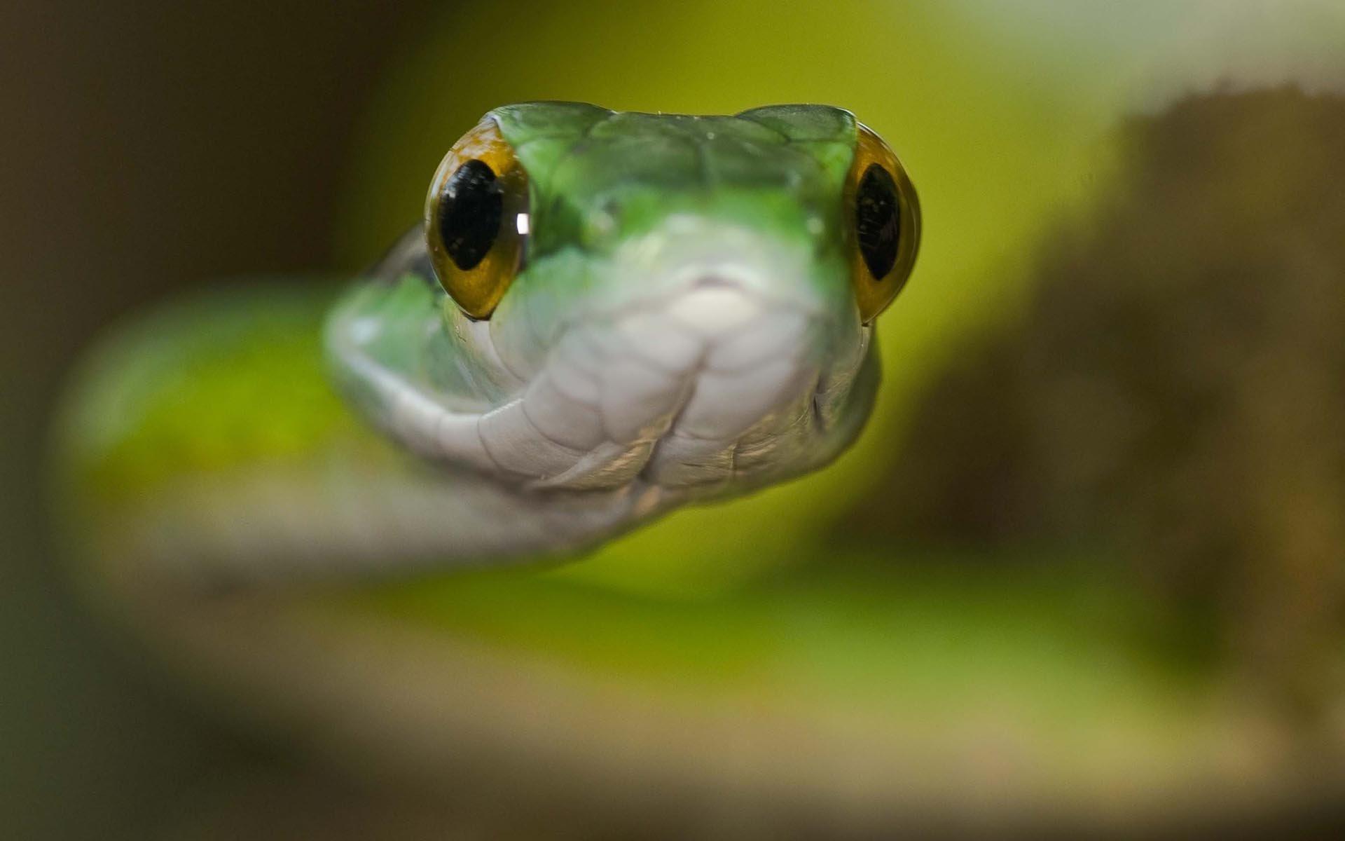 Free download wallpaper Animal, Snake, Reptiles on your PC desktop