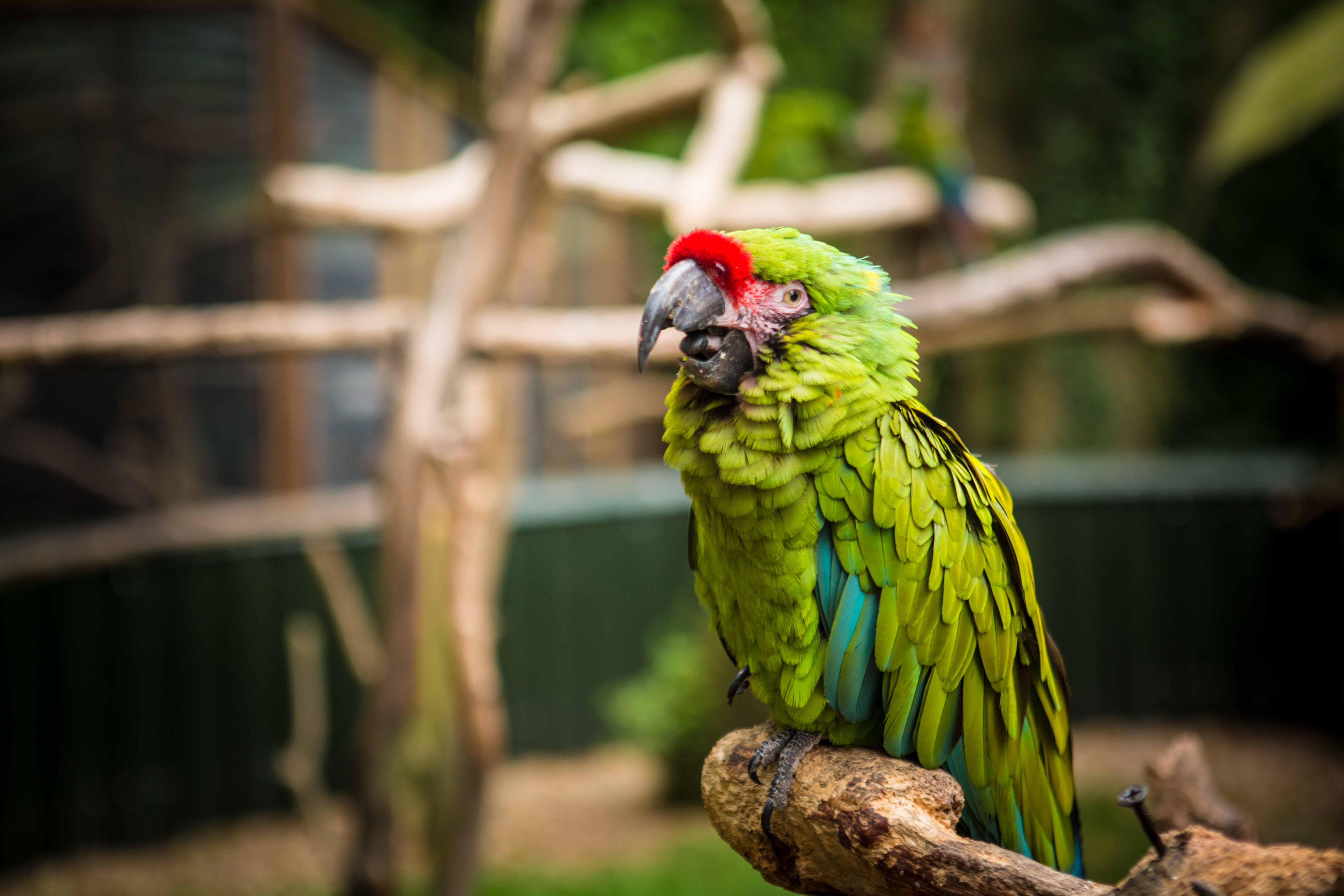 Download mobile wallpaper Animals, Bird, Parrots for free.