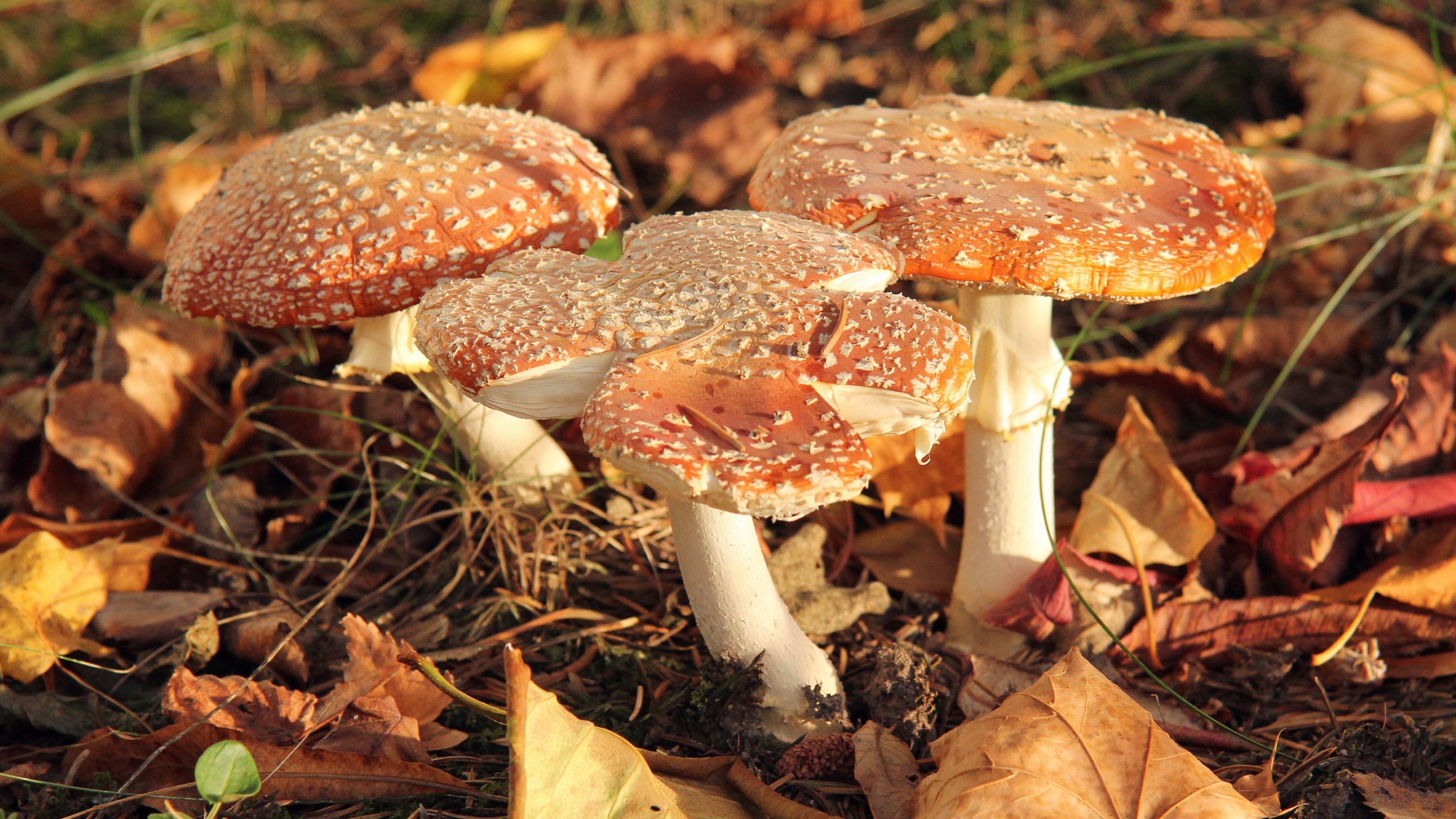 Téléchargez des papiers peints mobile Champignon, Terre/nature gratuitement.