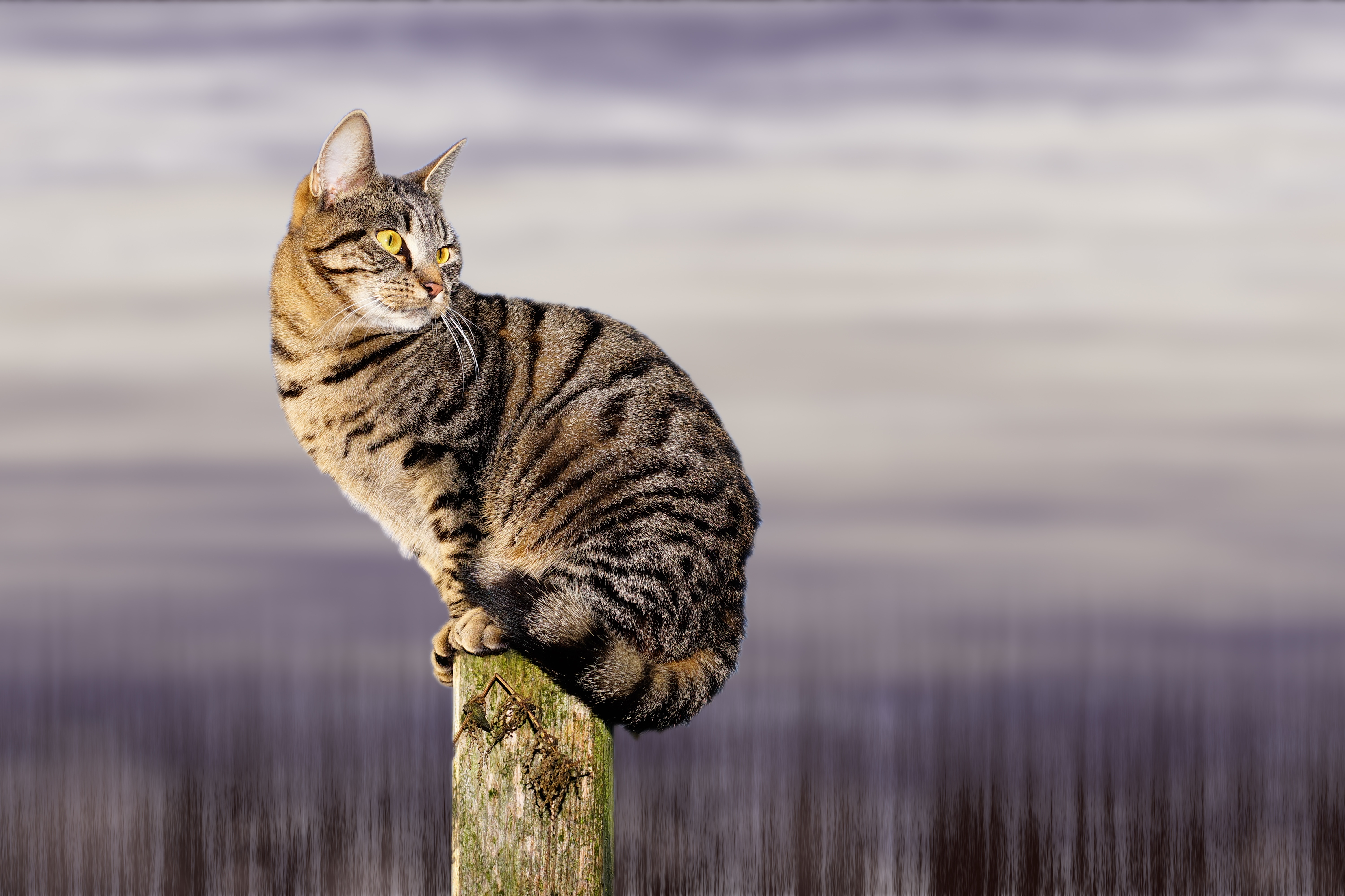 Free download wallpaper Cats, Cat, Animal on your PC desktop